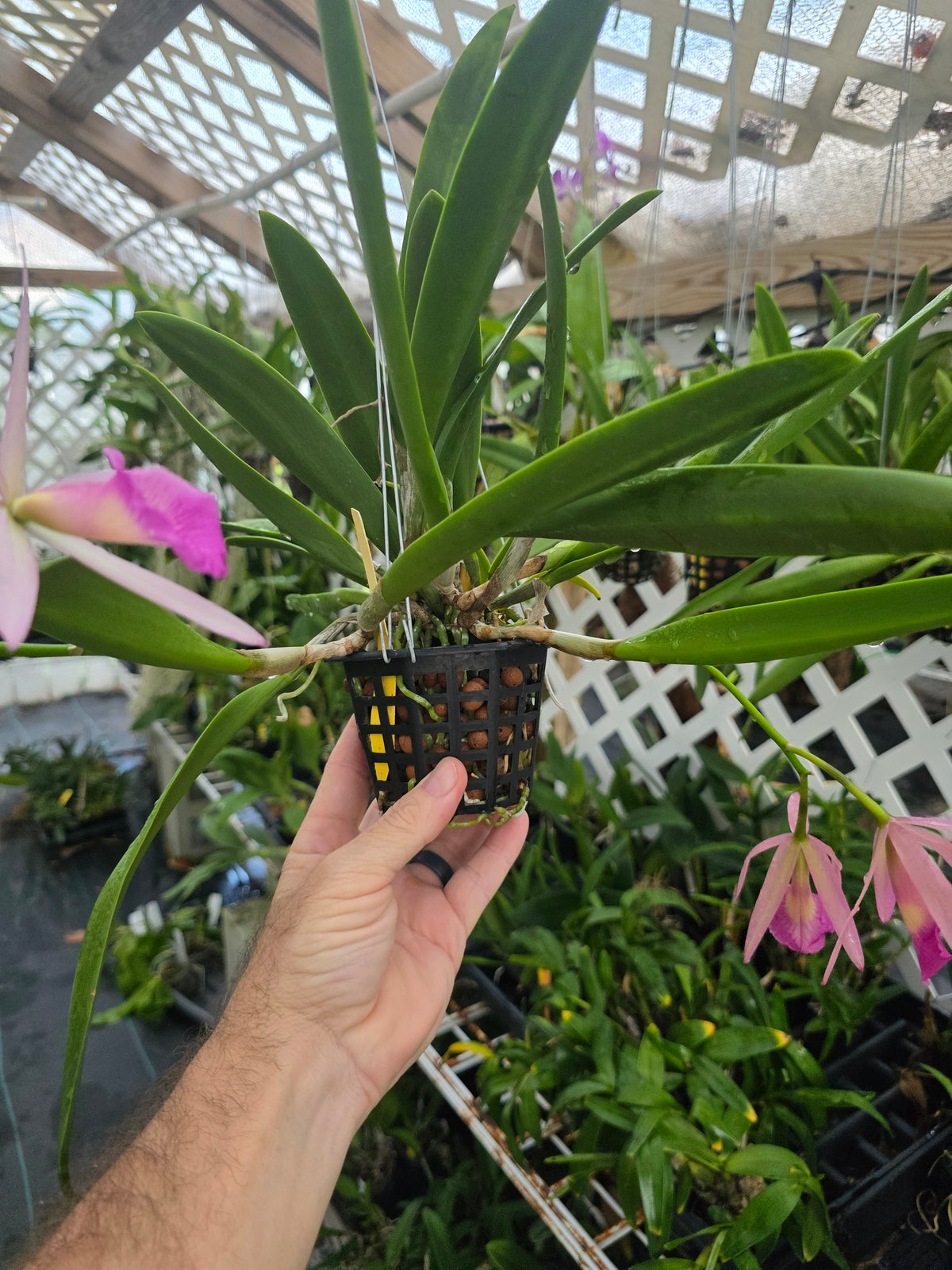 Brassavola nodosa x Pot Elaine Taylor. Blooming size 4" basket