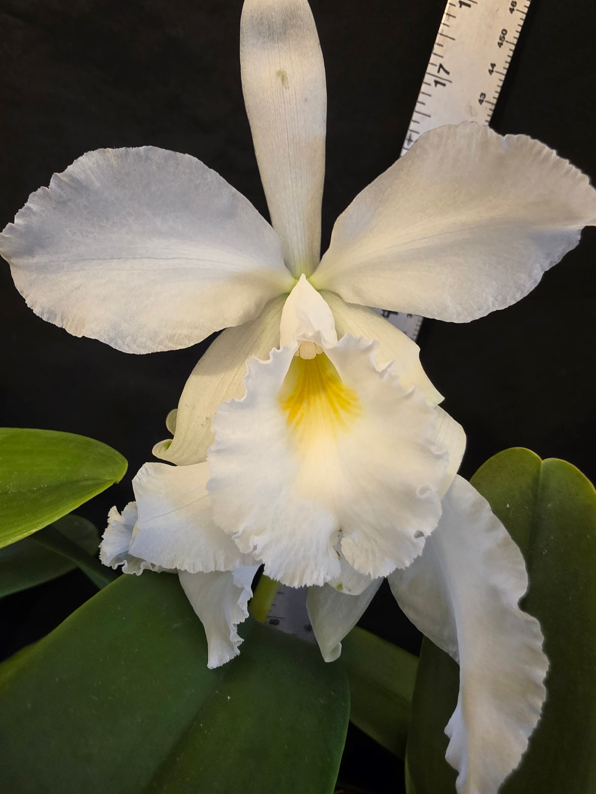 Cattleya jenmanii v alba x sib. Blooming size Cattleya orchid speices. Fragrant