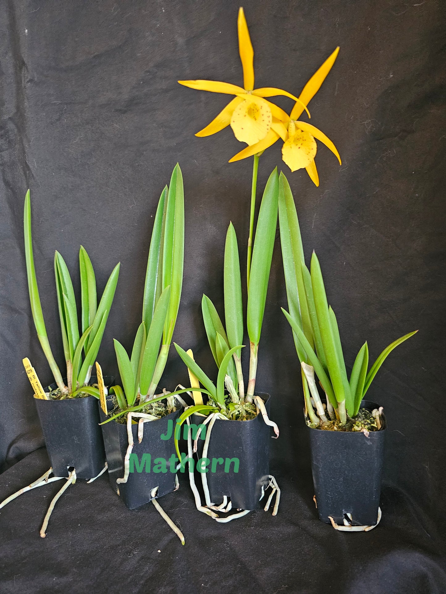 BC Yellow Bird. Blooming size Brassavola orchid hybrid, Blooms change color.