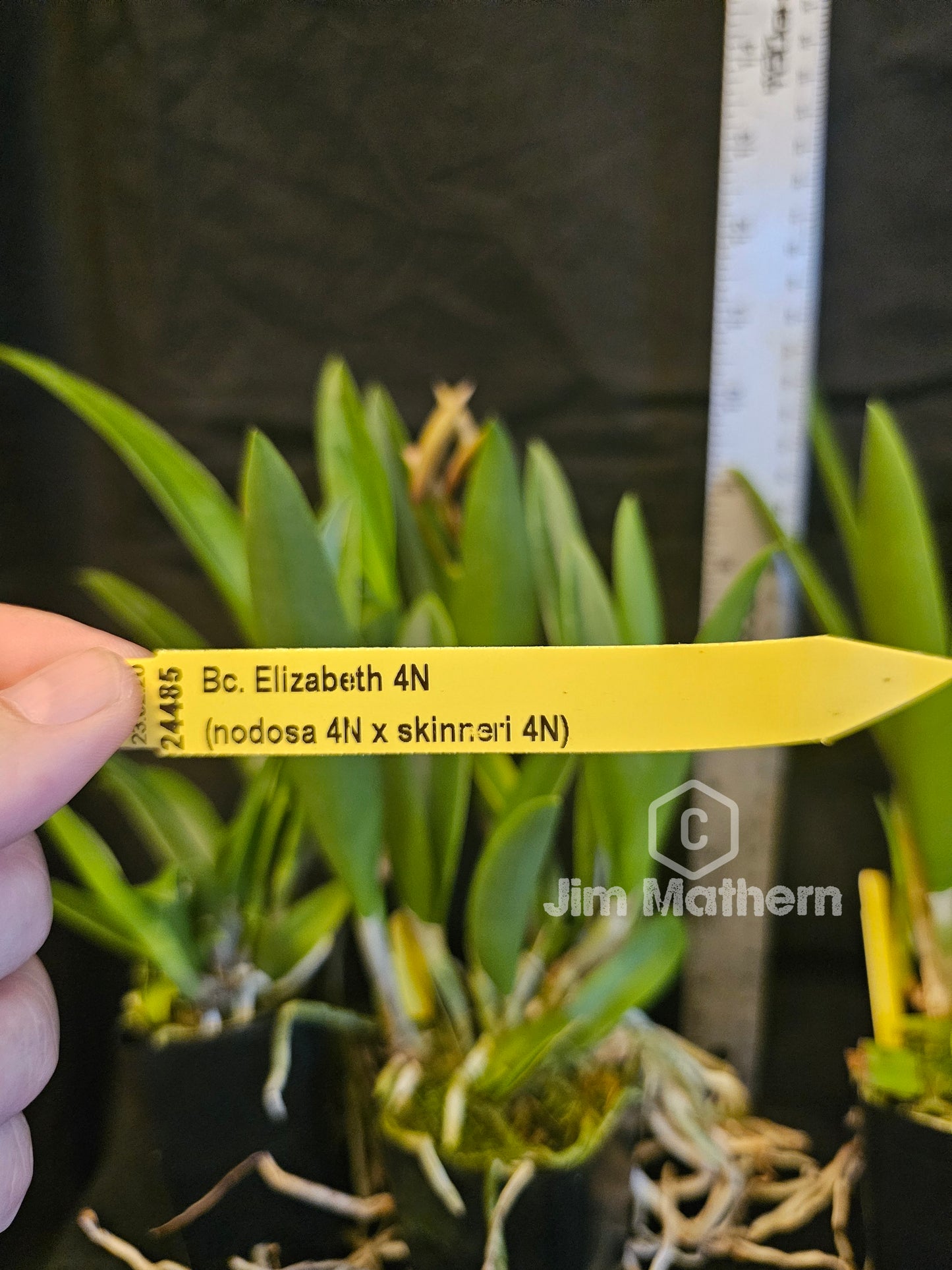 BC. Elizabeth 4N (Brassavola nodosa 4n x Gurianthe skinneri 4n)