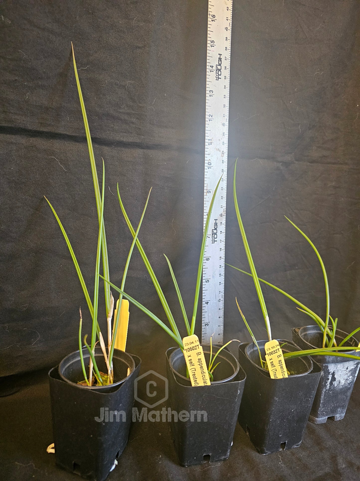 Brassavola appendiculata syn cucullata. Blooming size brassavola species. Treated for 4n