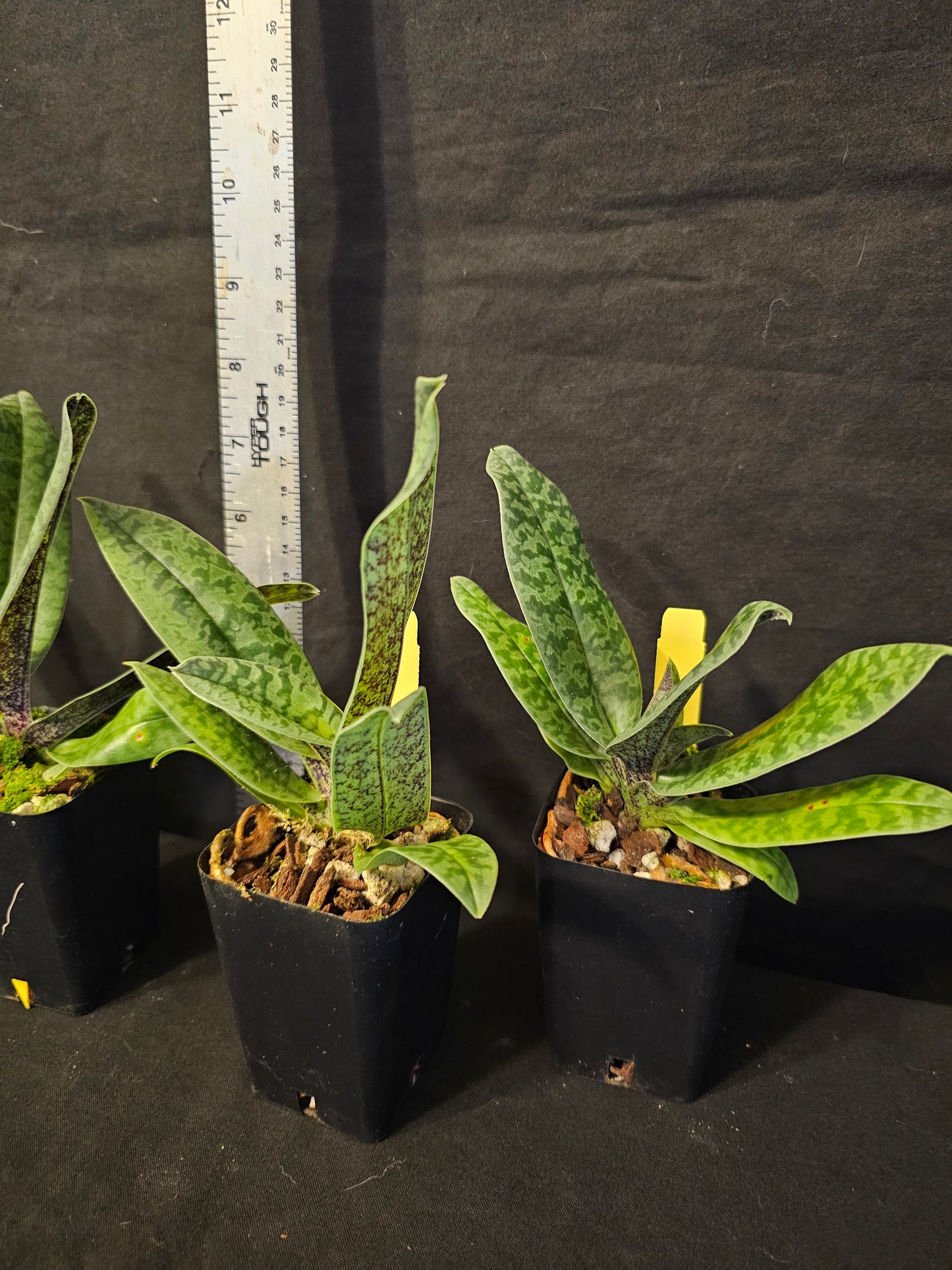 Paphiopedilum venustum. Blooming size unique paphiopedilum orchid species.