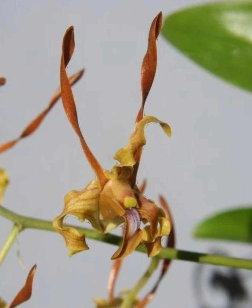 Dendrobium tangerinum, young near blooming size Antelope dendrobium orchid species.
