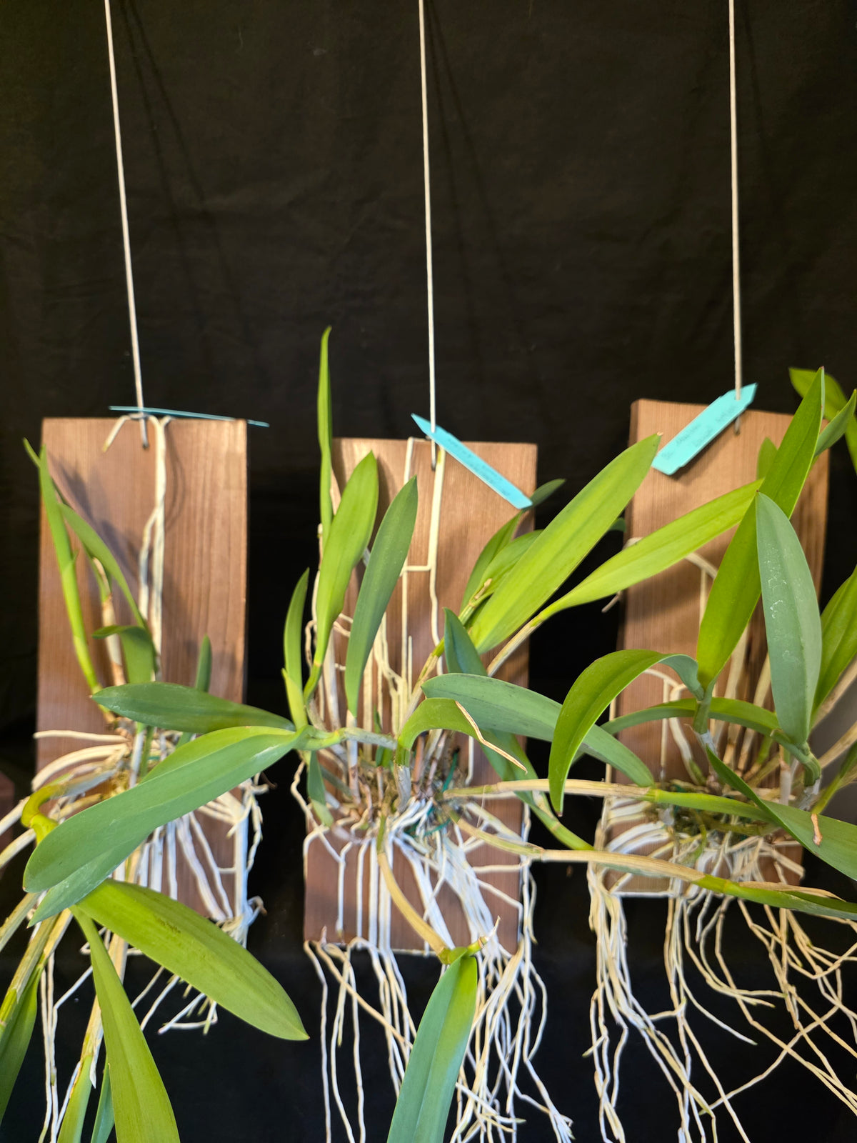 Bc Maikai 'Louise' AM/AOS bloom size mounted divisions. Well established