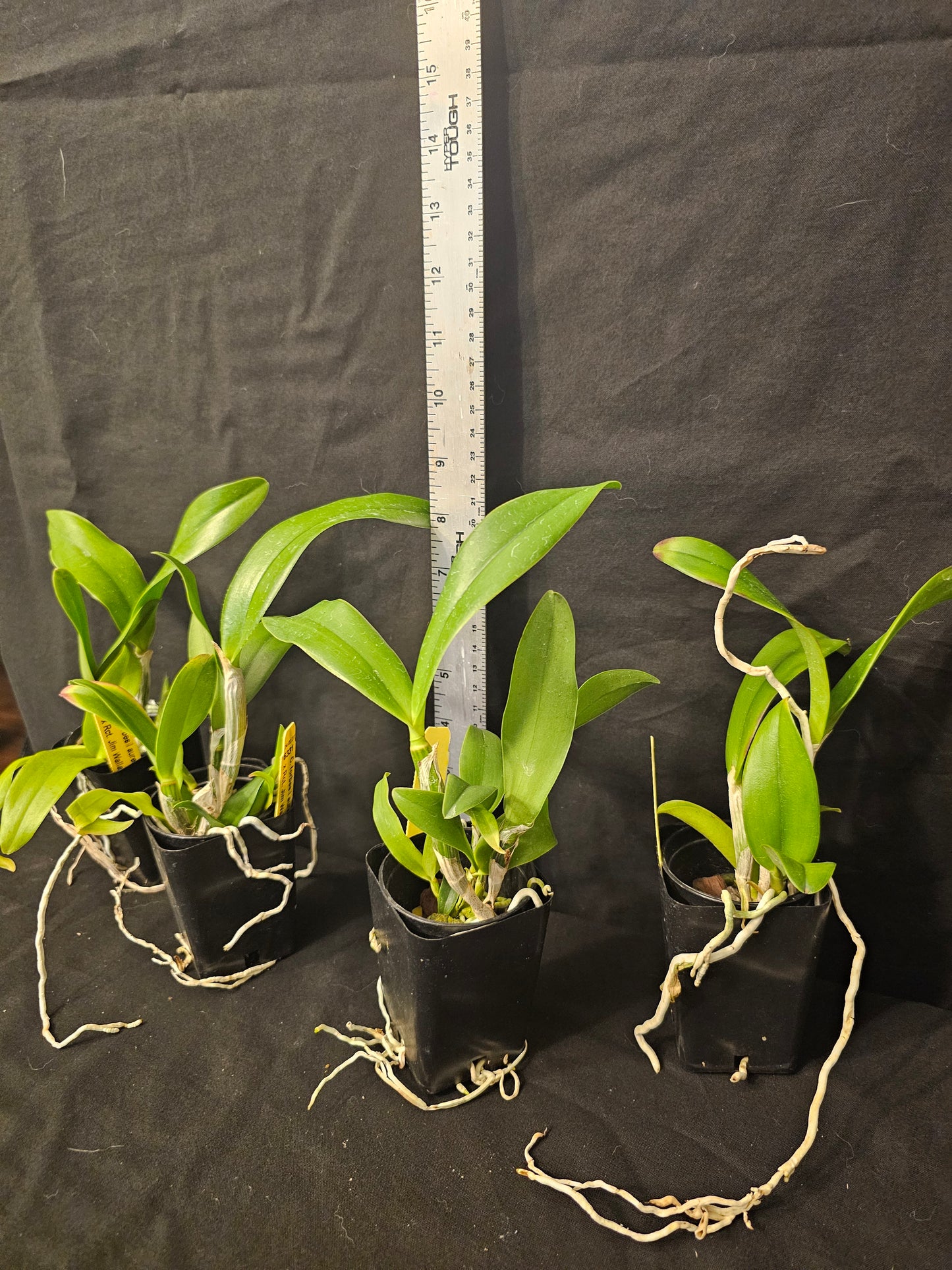 Cattleya forbesii x Rlc Jim Wallace