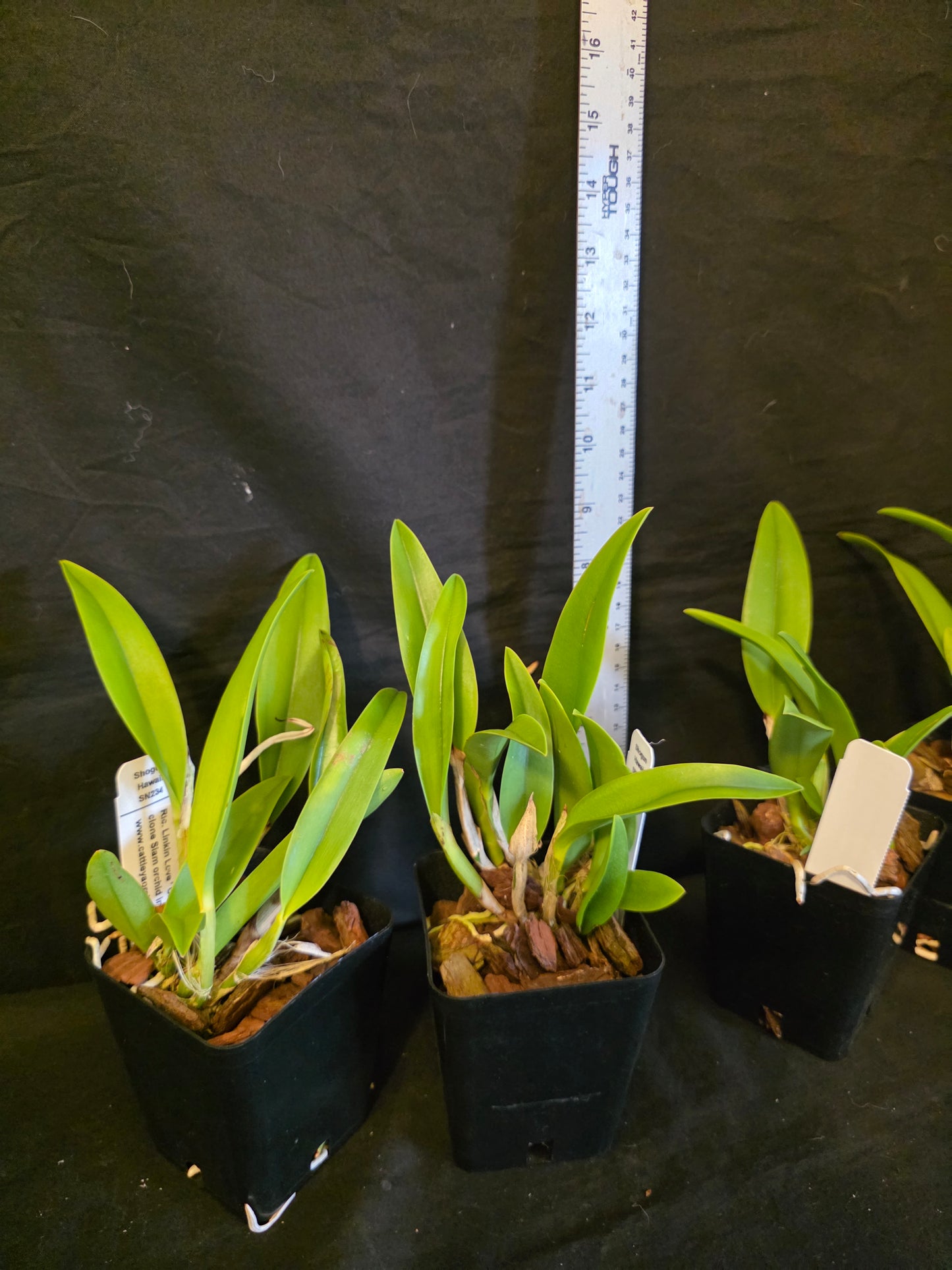 Rlc Linkin Love 'Chester' near blooming size cattleya orchid clone.