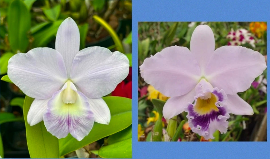Lc Lake Tahoe x Lc Cornelia. Miniature/compact growing cattleya orchid hybrid. Beautiful coerulea blooms.