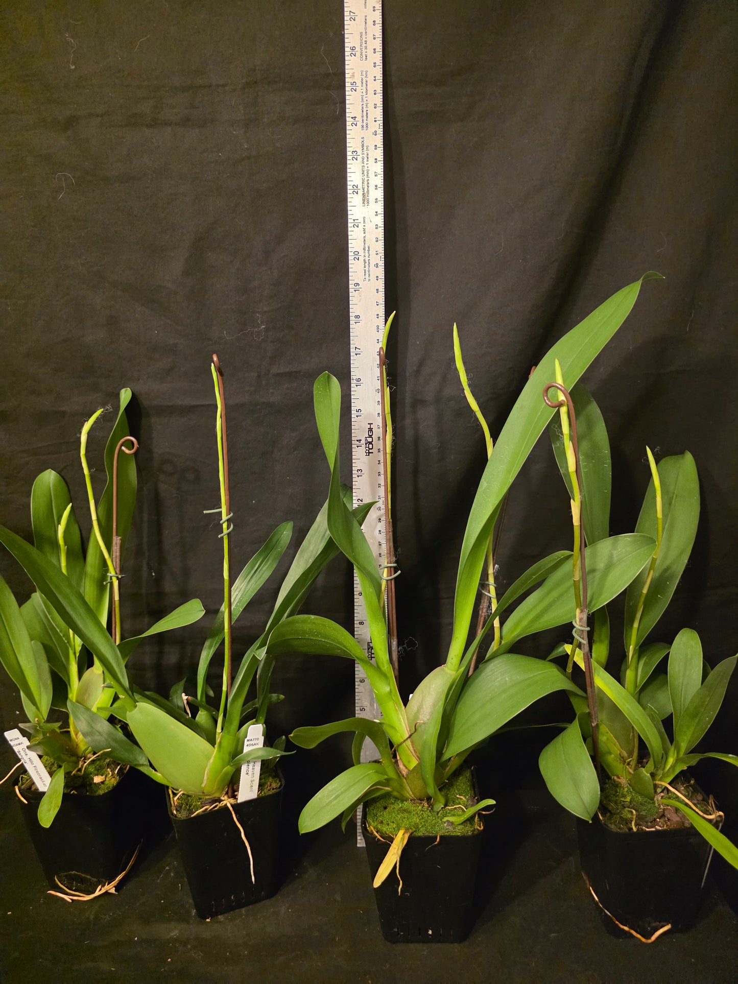 Oncidium Heaven Scent 'Redolance' In spike Wonderful fragrance