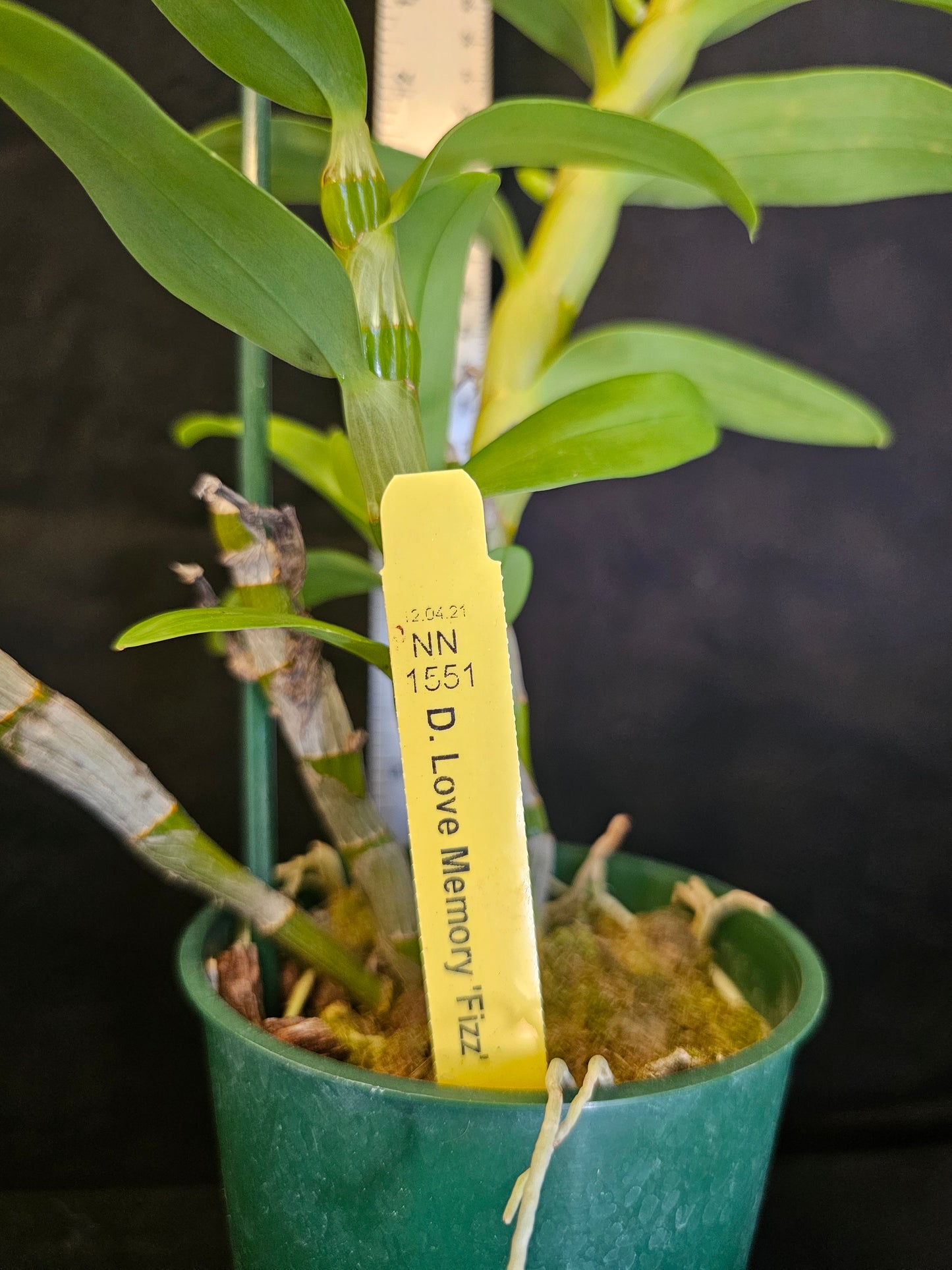 Dendrobium Love Memory 'Fizz' in bud. Blooming size Nobile Dendrobium.