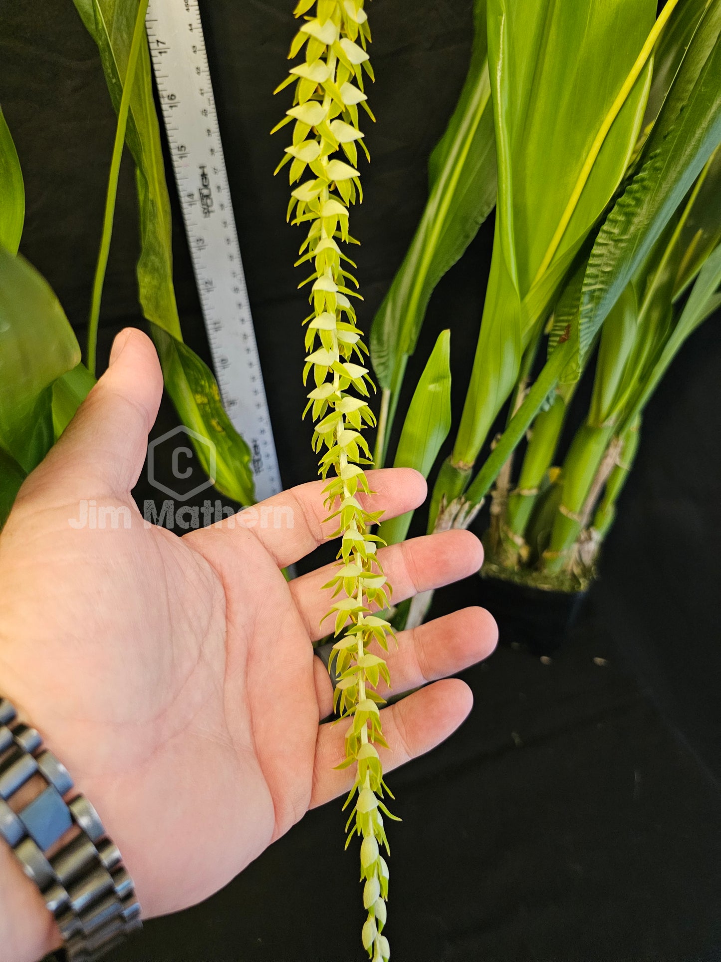 Dendrochilum magnum. Large Blooming size rare orchid species. Long chains of multiple small blooms