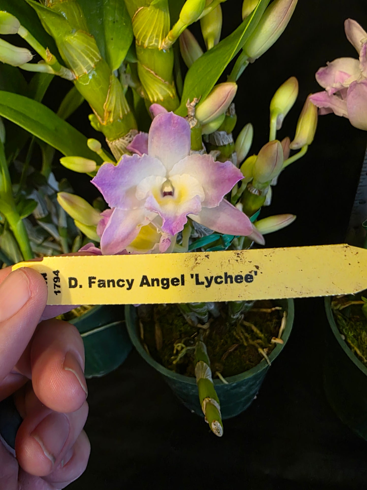 Dendrobium Fancy Angel 'Lychee' blooming size nobile dendrobium. Beauriful