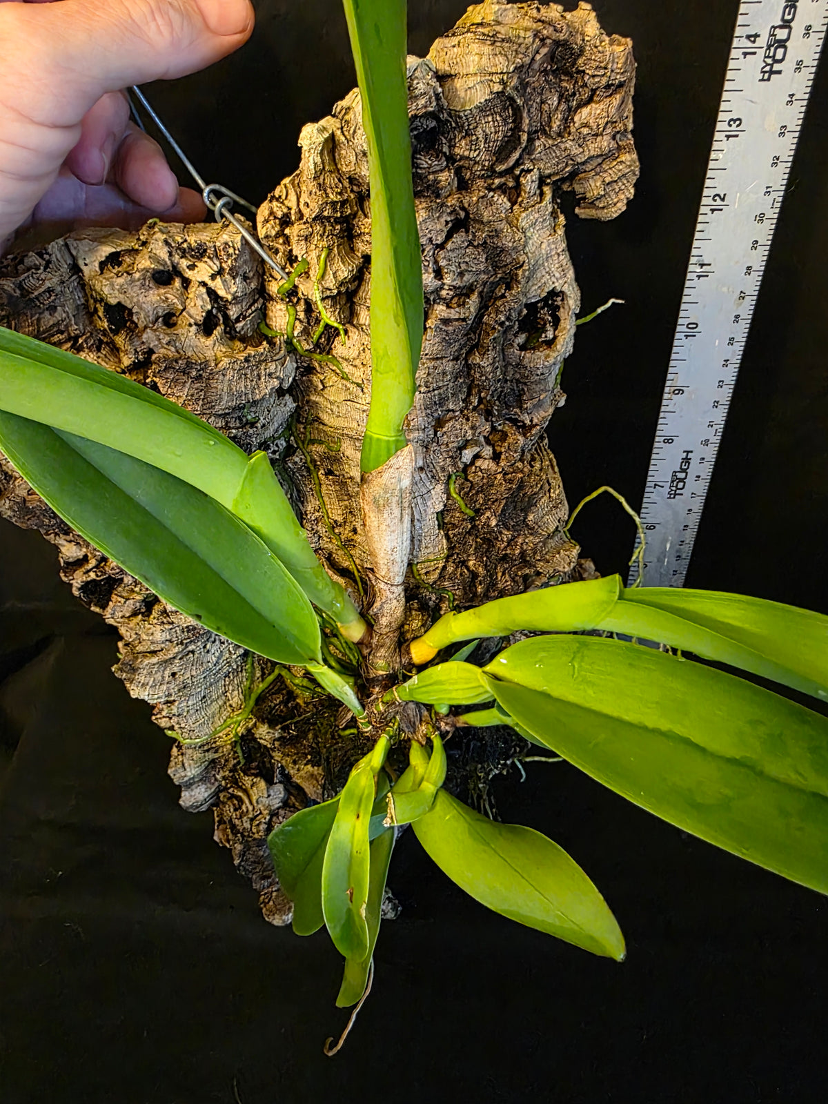 Cattleya dowiana Var Aurea 'Net Dream'  Blooming Size Cattleya Orchid Species mounted