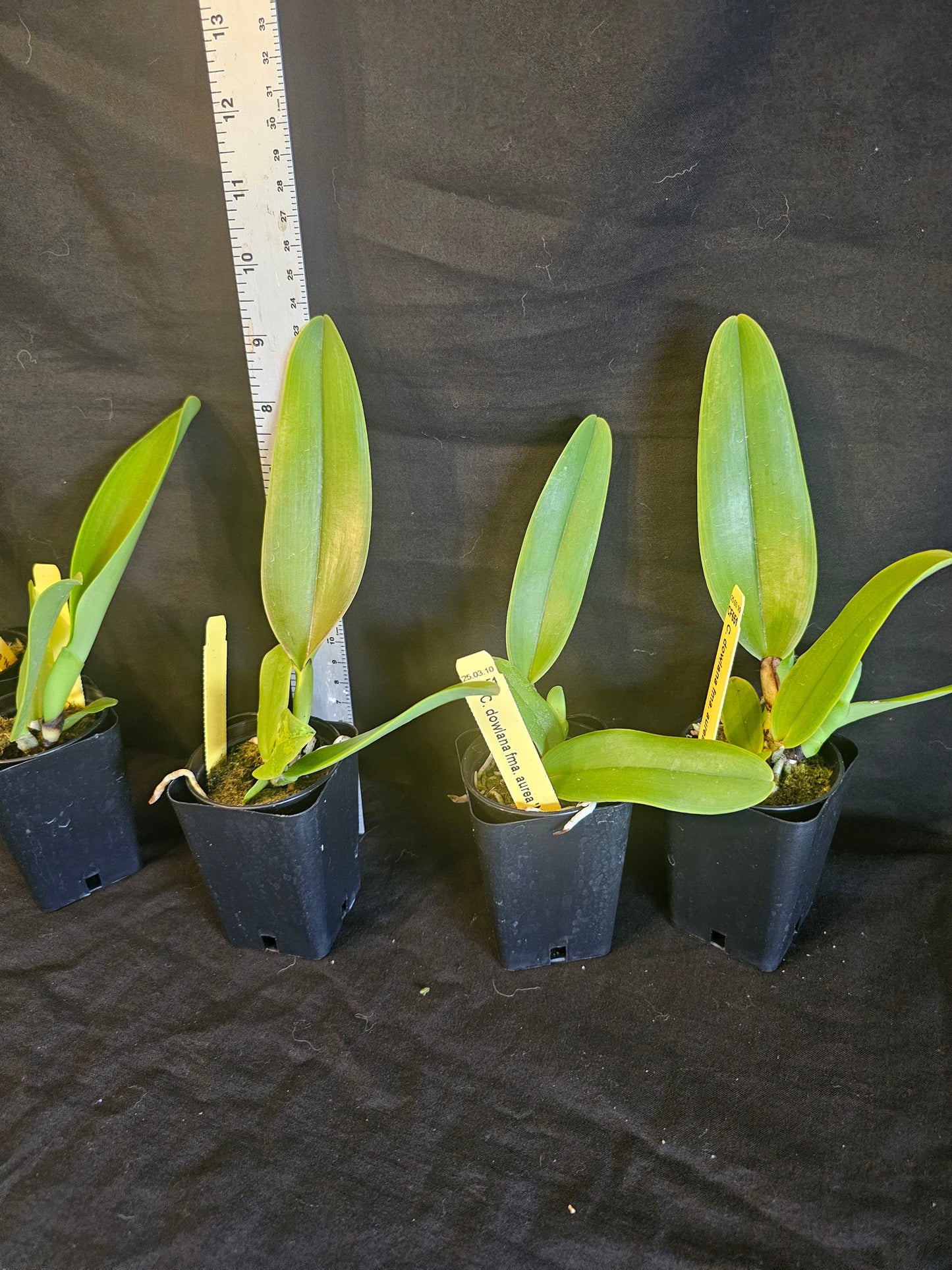 Cattleya dowiana var Aurea 'Net Dream' Rare orchid species.  Healthy non bloom size plants 2.5" pot. Clones