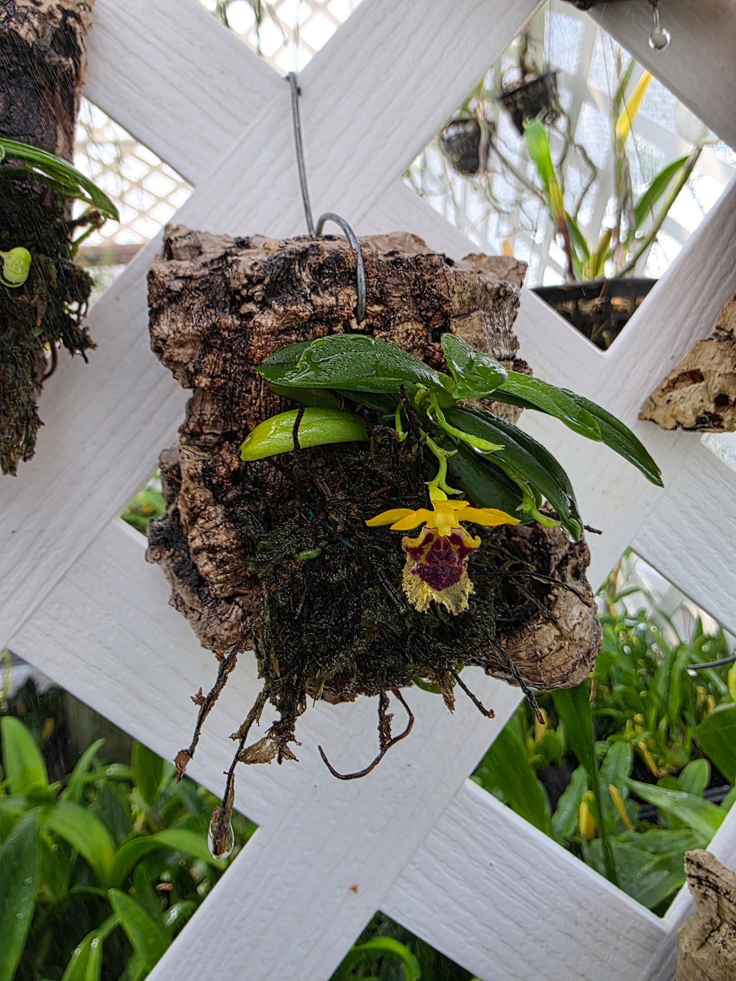 Haraella retrocalla blooming size mounted miniatures orchid species.