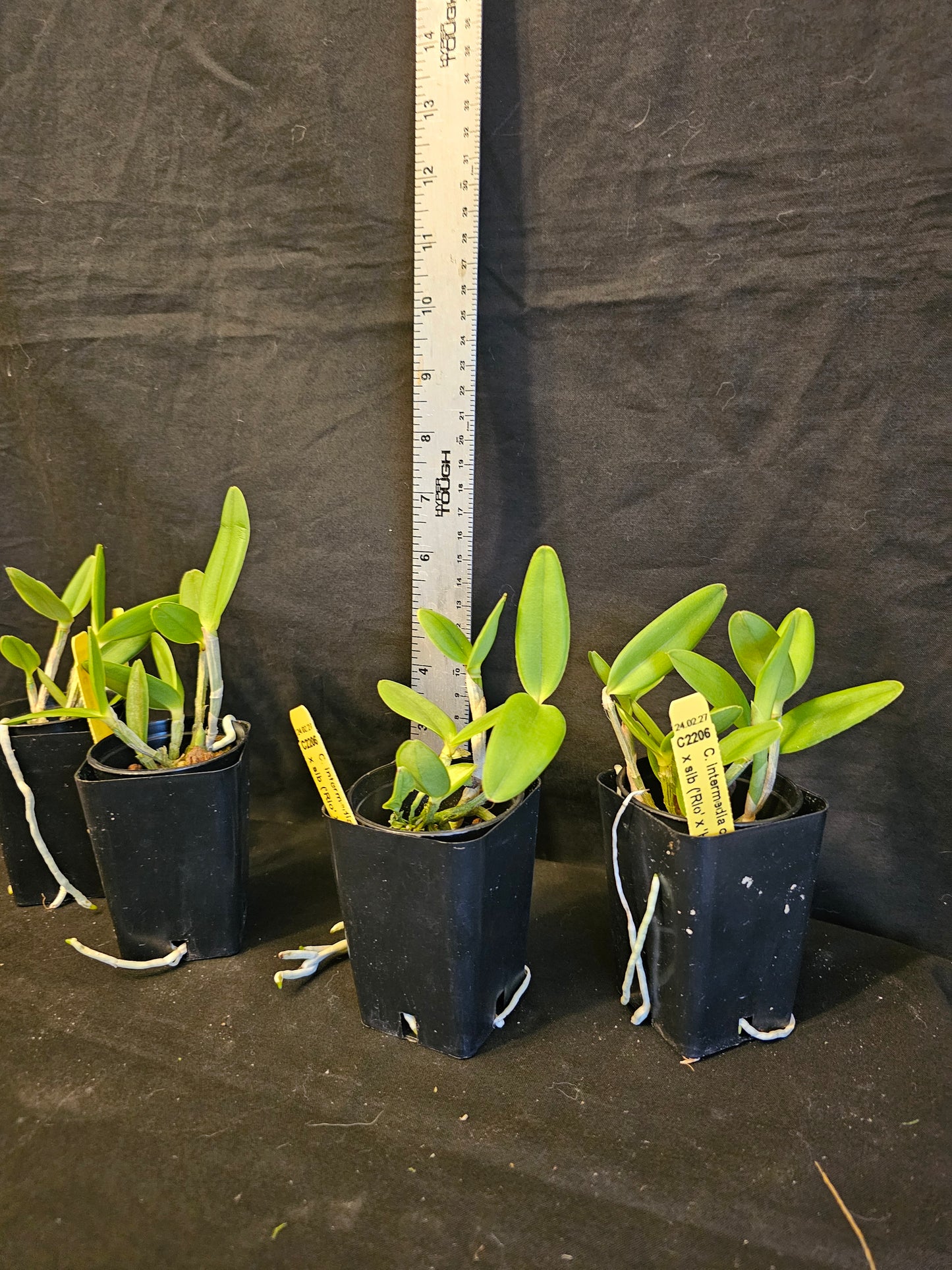 Cattleya intermedia var Orlata x sub. Near bloom size cattleya orchid species. ('Rio' x 'Hsinying')