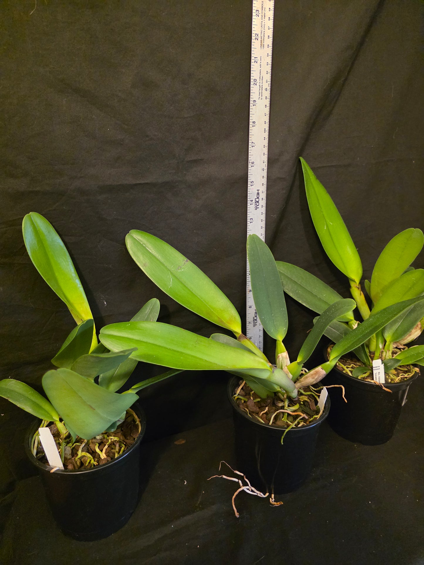 Rlc Volcano Spring 'Volcano Queen' blooming size cattleya orchid clone. Large fragrant pink blooms. 6" pots