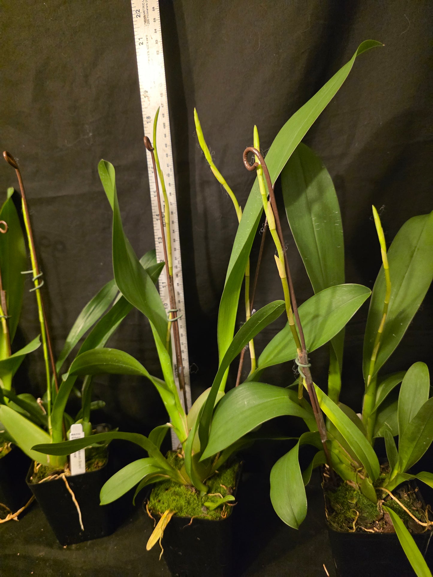 Oncidium Heaven Scent 'Redolance' In spike Wonderful fragrance