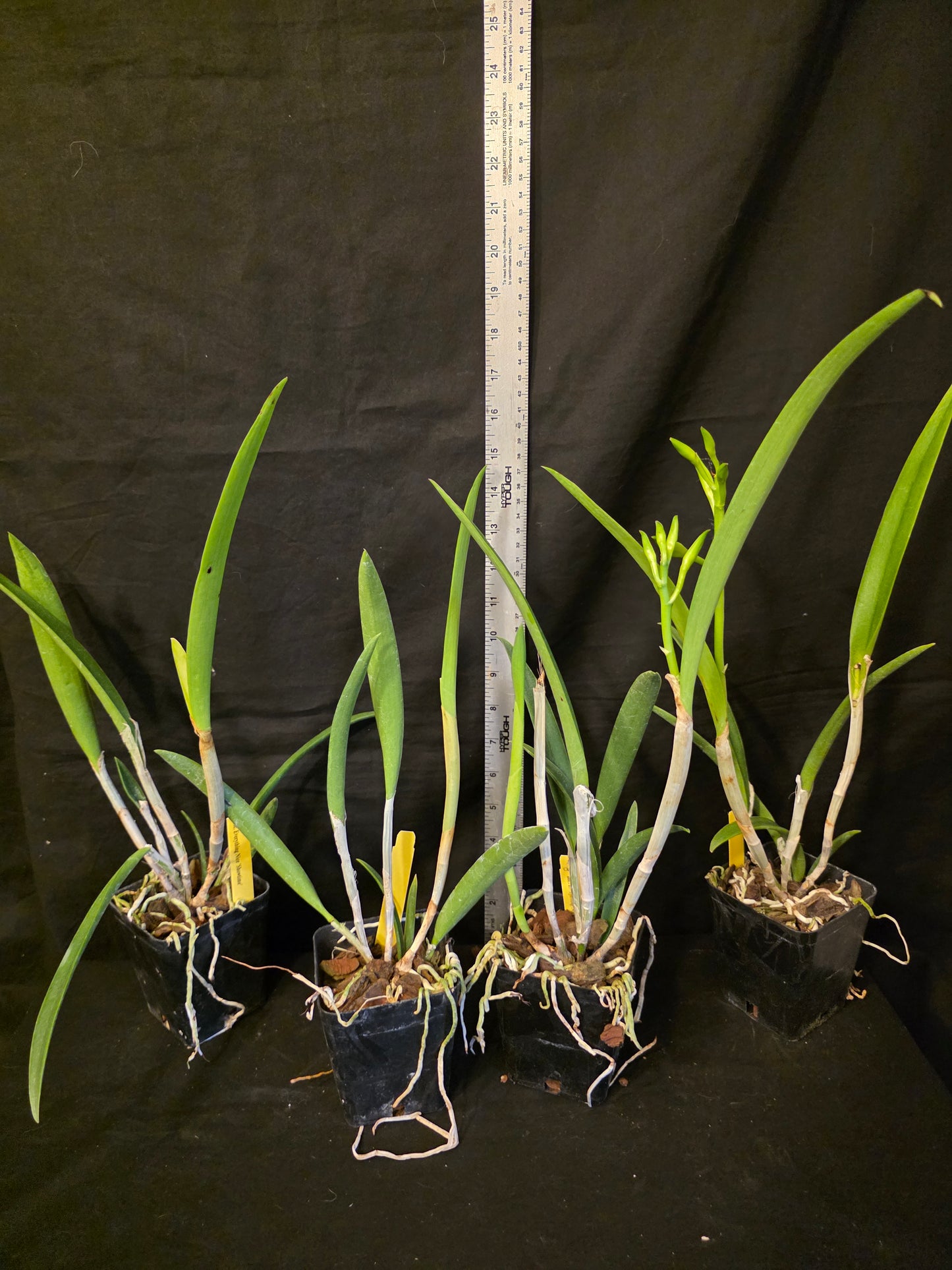 Rlc Everything Nice 'Showtime' blooming size brassavola cattleya orchid clone. Beautiful blooms