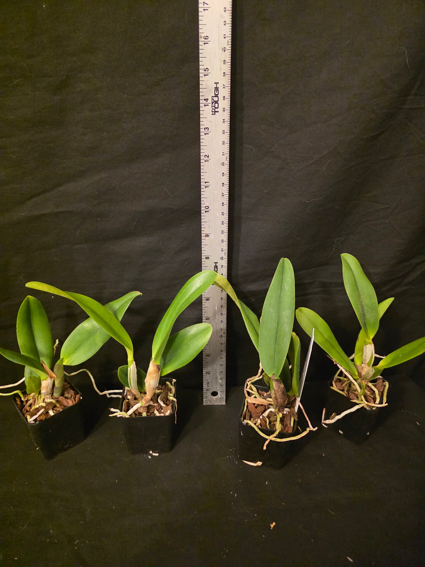 Pot Louise Clark x Slc Circle of Life. Blooming size compact cattleya.