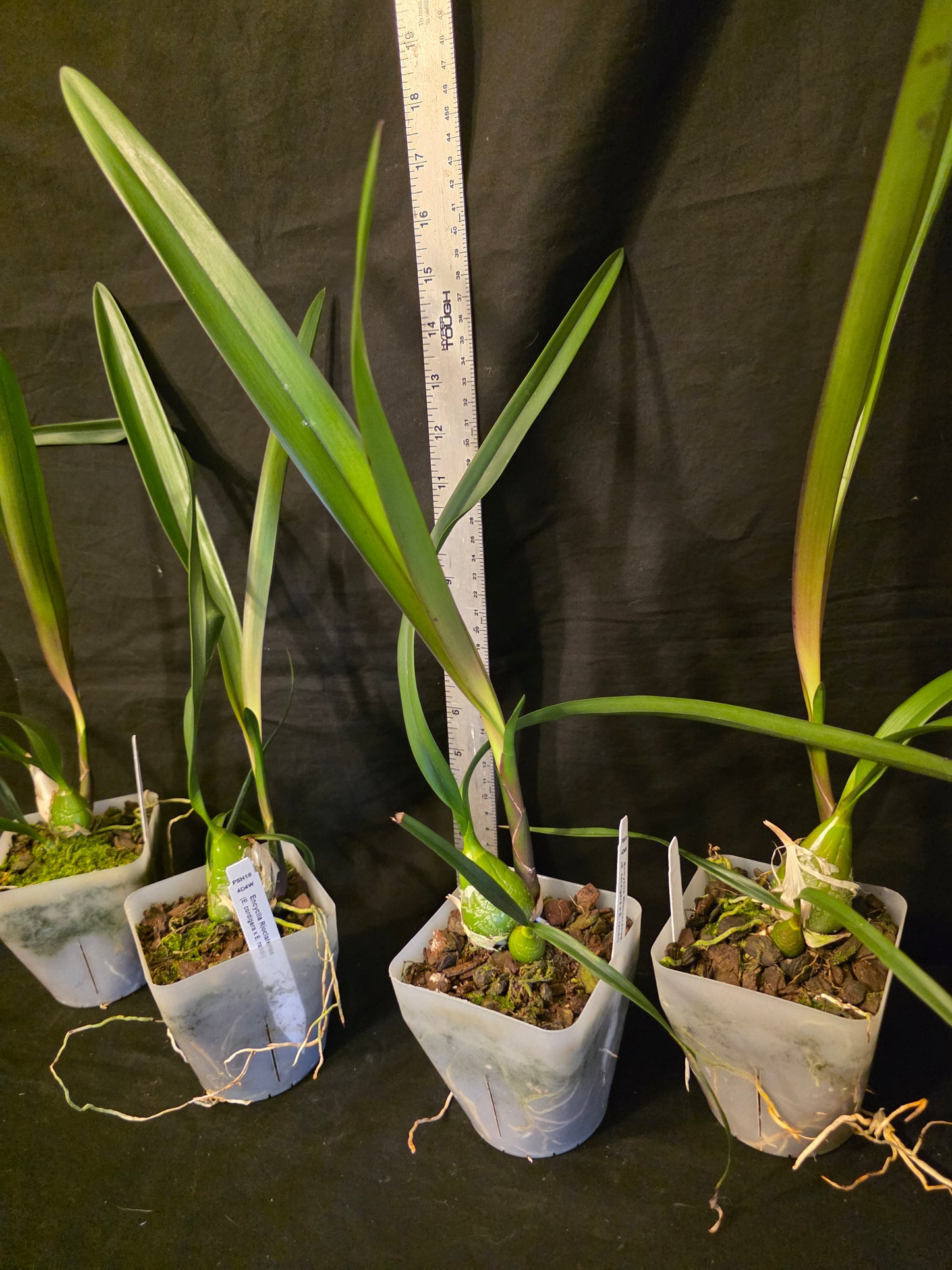 Encyclia Rioclarense (cordigera x randii) near bloomimg size Encyclia orchid hybrid. Multiple highly fragrant blooms.