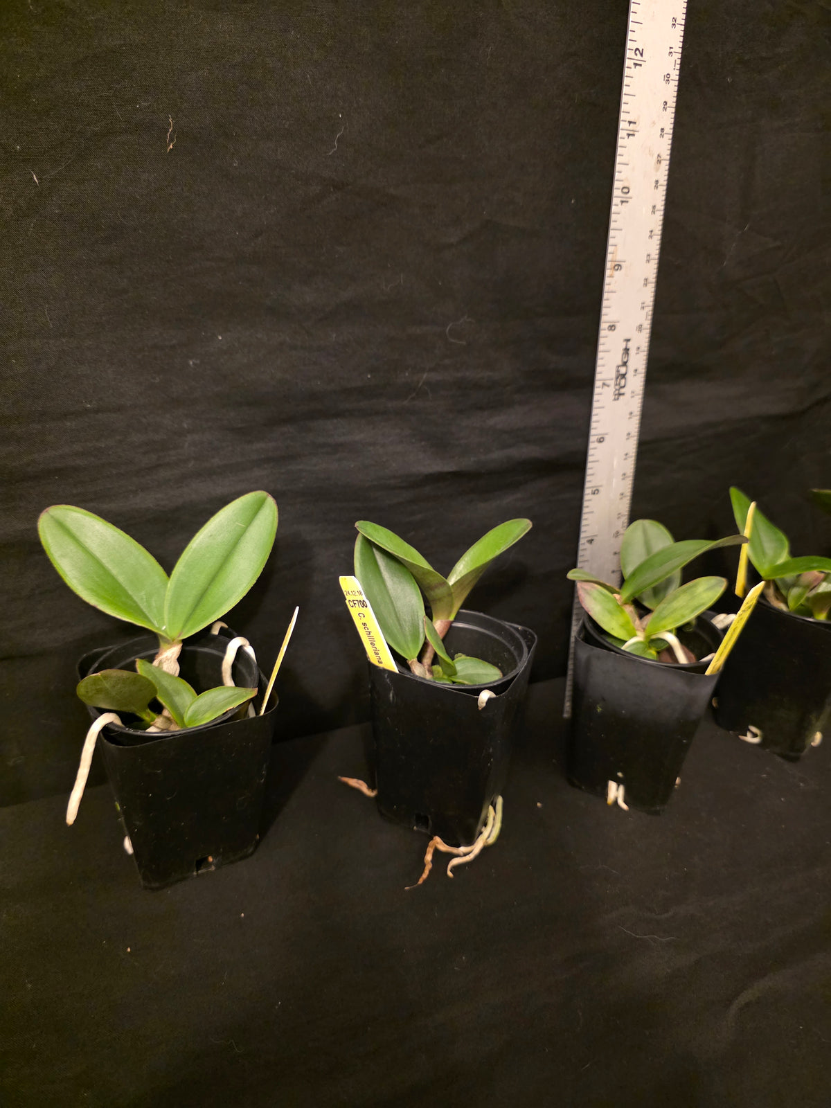 Cattleya schilleriana v semi alba 'Queen Emeraldas' AM/AOS near bloom size species. Rare