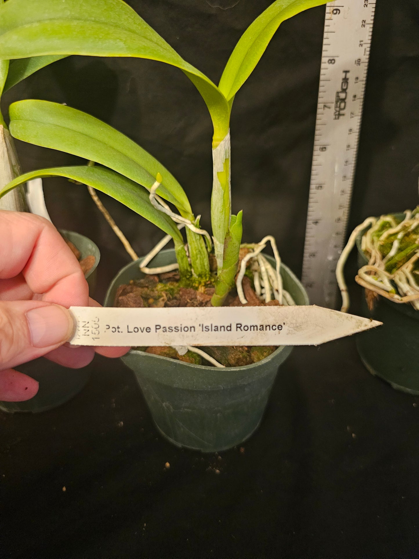 Rth. Love Passion 'Island Romance' blooming size cattleya orchid clone.
