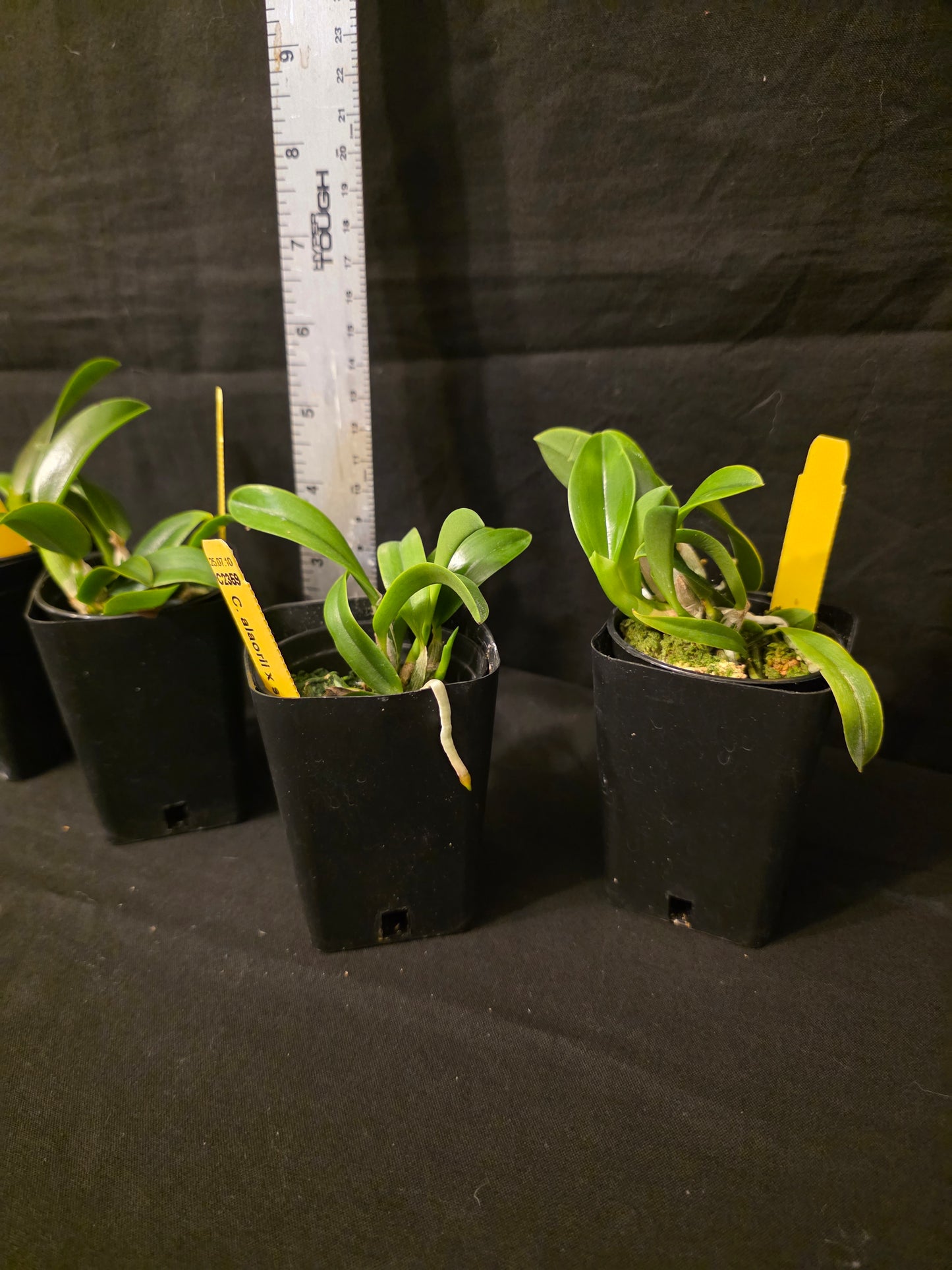 Cattleya alaorii blooming size miniature Cattleya orchid species.