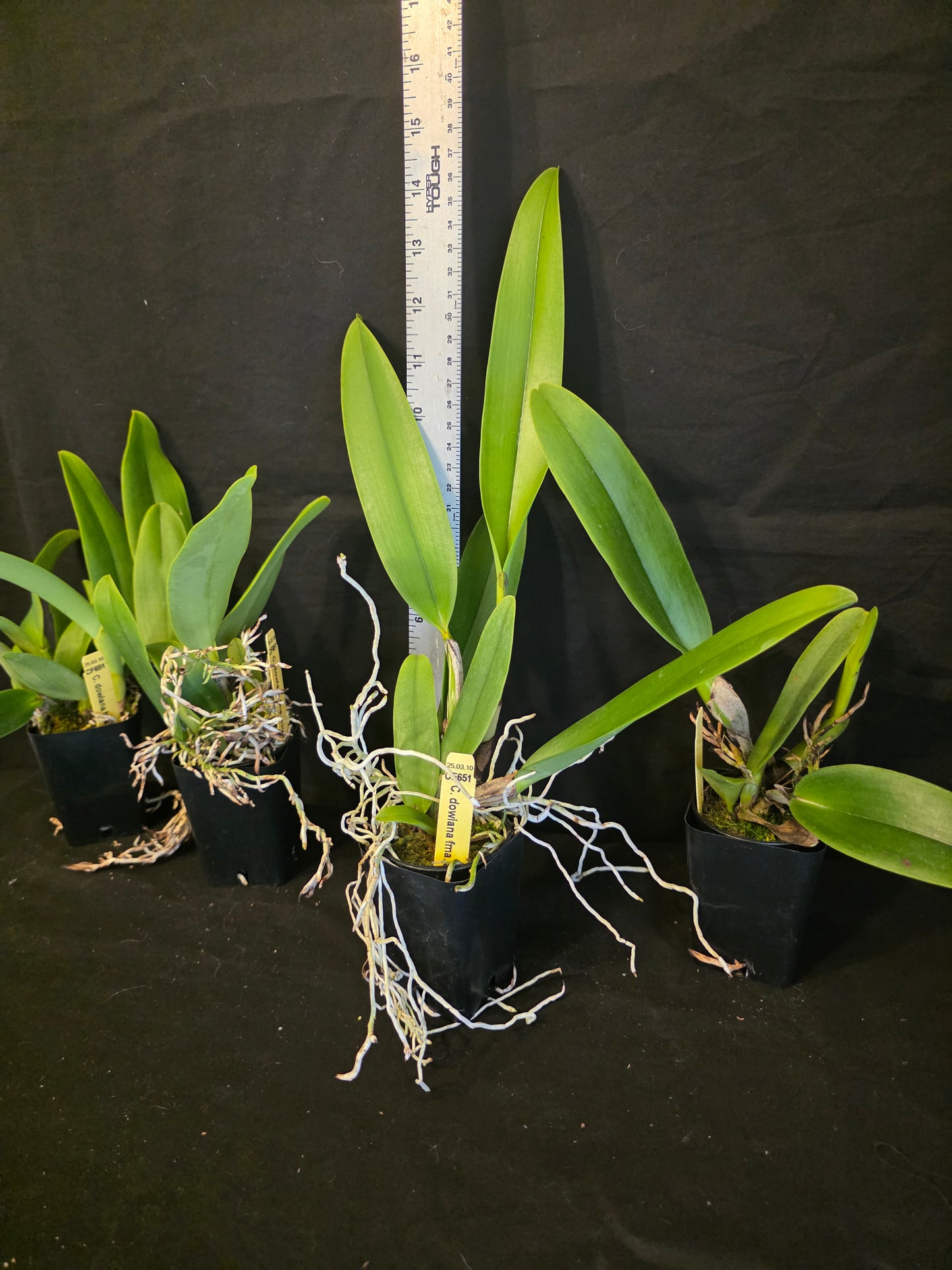 Cattleya dowiana var Aurea 'Net Dream' Rare orchid species.  Healthy non bloom size plants 2.5" pot. Clones