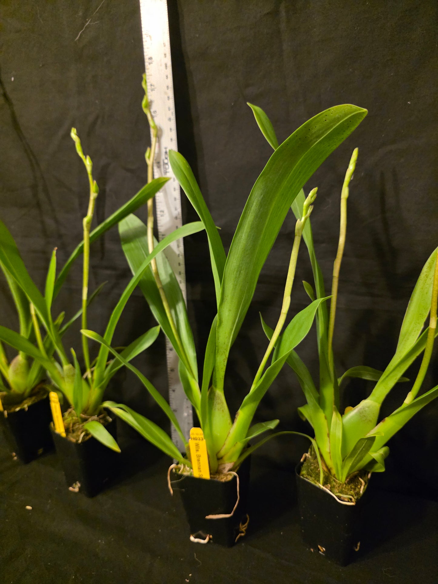 Wilsonara Brennan Scott Barfield 'HOF #1' blooming size No longer in spike.Intergeneric oncidium clone. Beautiful long lasting blooms