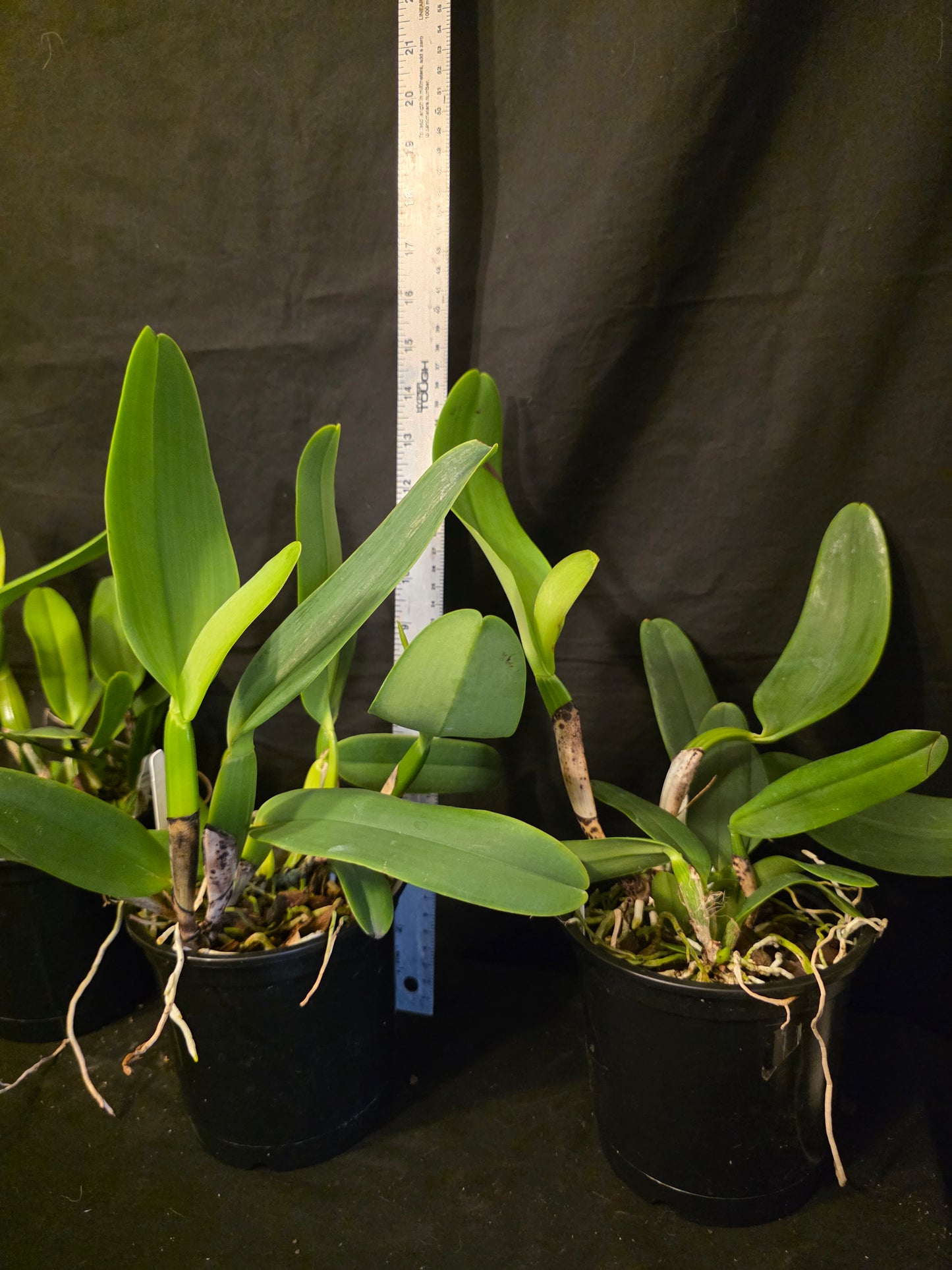 Cattleya jenmanii v alba x sib. Blooming size Cattleya orchid speices. Fragrant