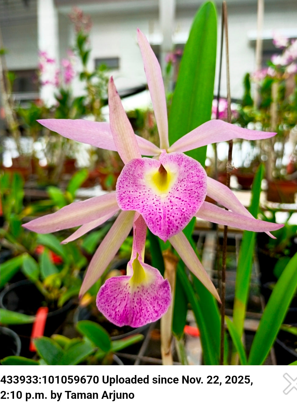 Bc Playa Herradura, blooming size seed grown orchid hybrid in 4.5" pot. Cattleya warscewiczii x Brassavola nodosa. Large star shaped blooms
