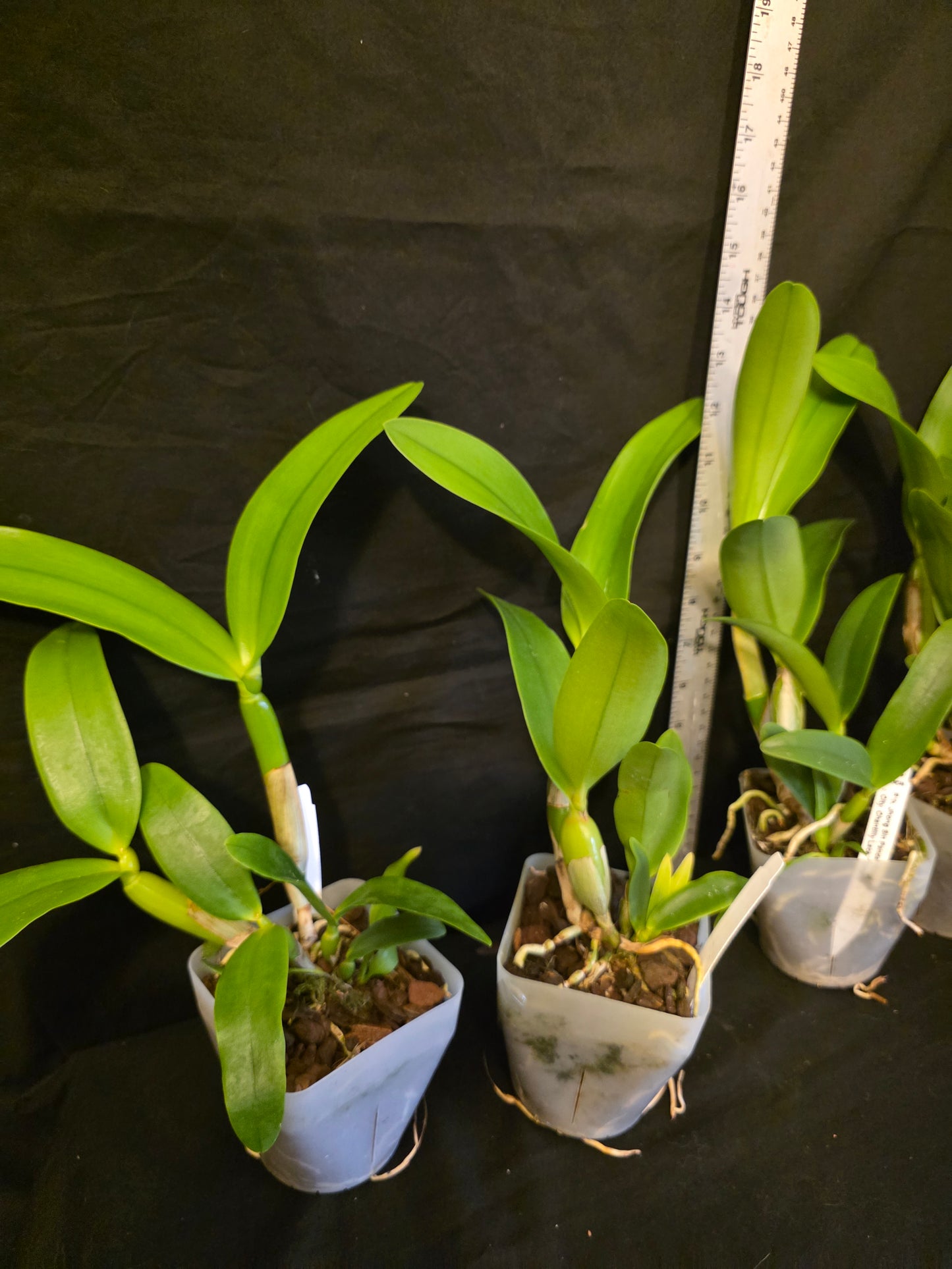 Rth. Jhong Sin Panda x Cty. Chantilly Lace Blooming size seed grown cattleya