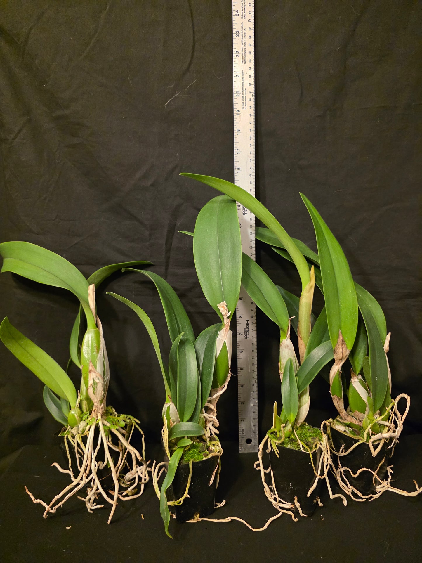 Lc Little Miss Wonderful. Blooming size cattleya orchid hybrid, seed grown plants. Amazing
