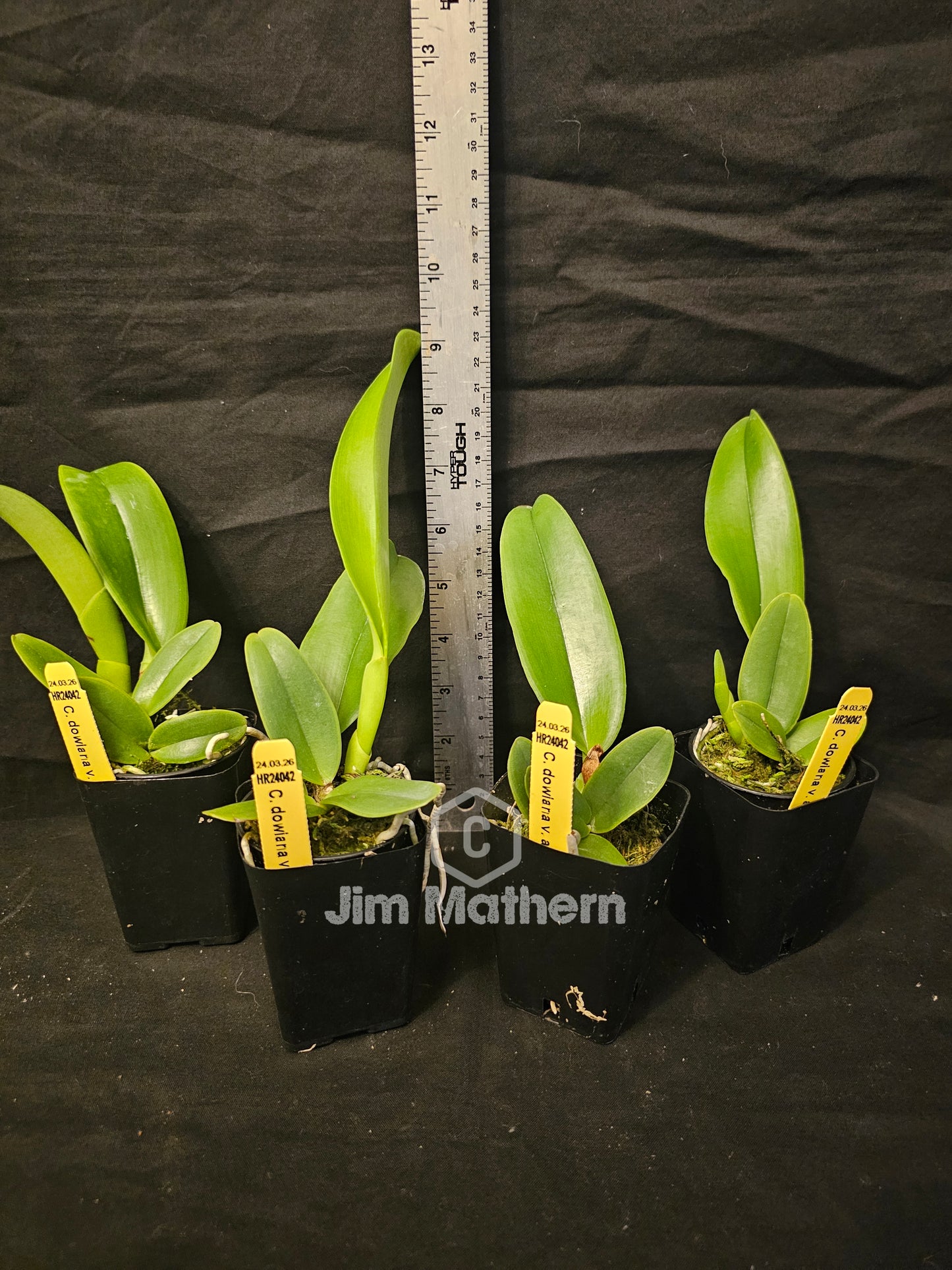 Cattleya dowiana var Aurea 'Net Dream' Rare orchid species.  Healthy non bloom size plants 2.5" pot. Clones