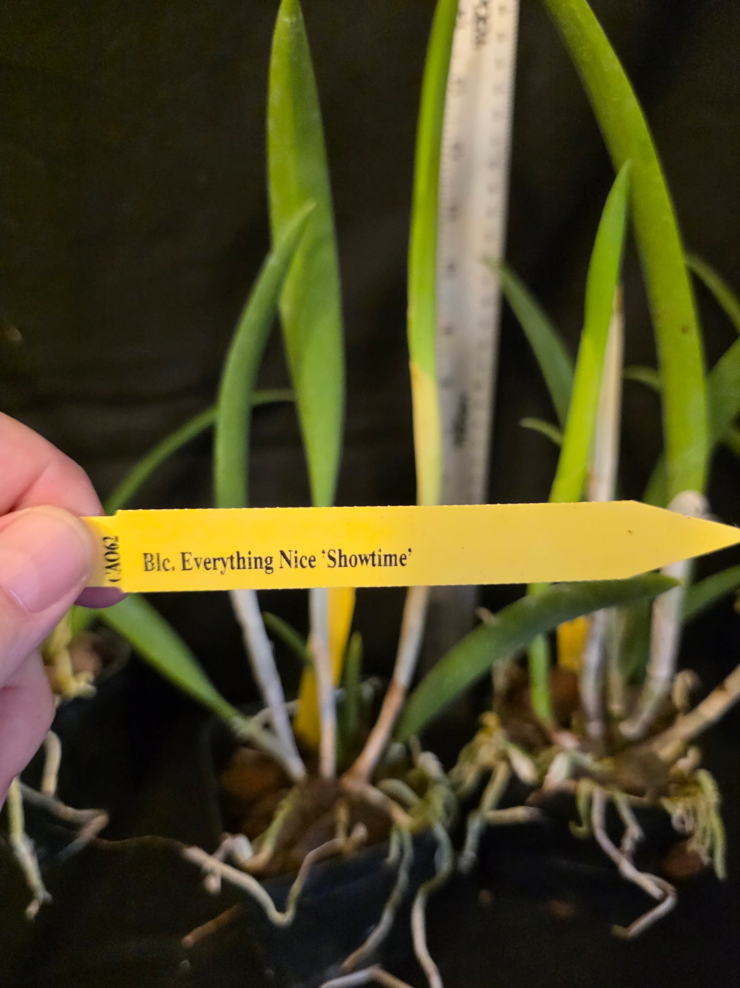 Rlc Everything Nice 'Showtime' blooming size brassavola cattleya orchid clone. Beautiful blooms