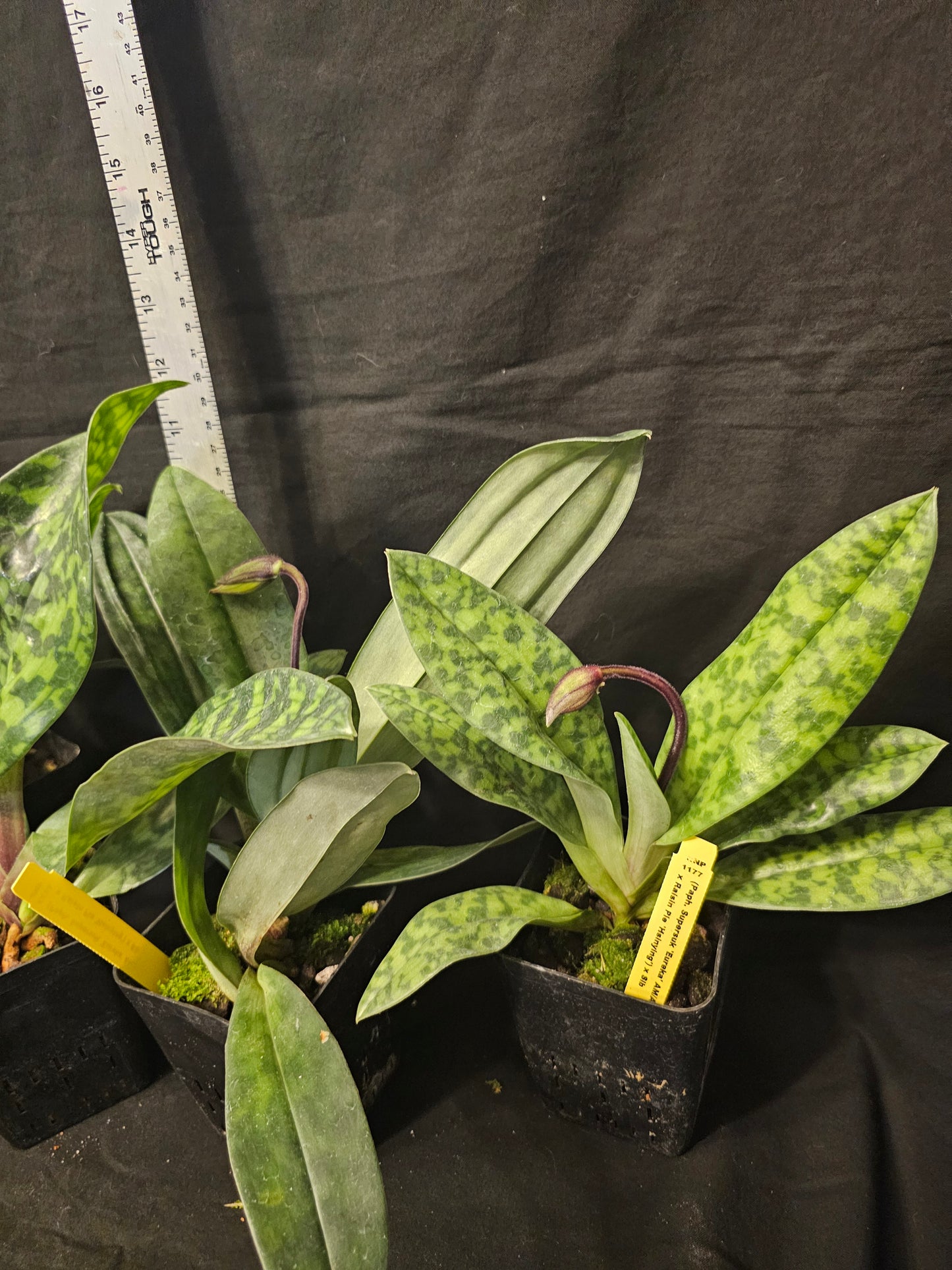 Paphiopedilum Hsinying Alien. In spike. Long lasting attractive blooms.