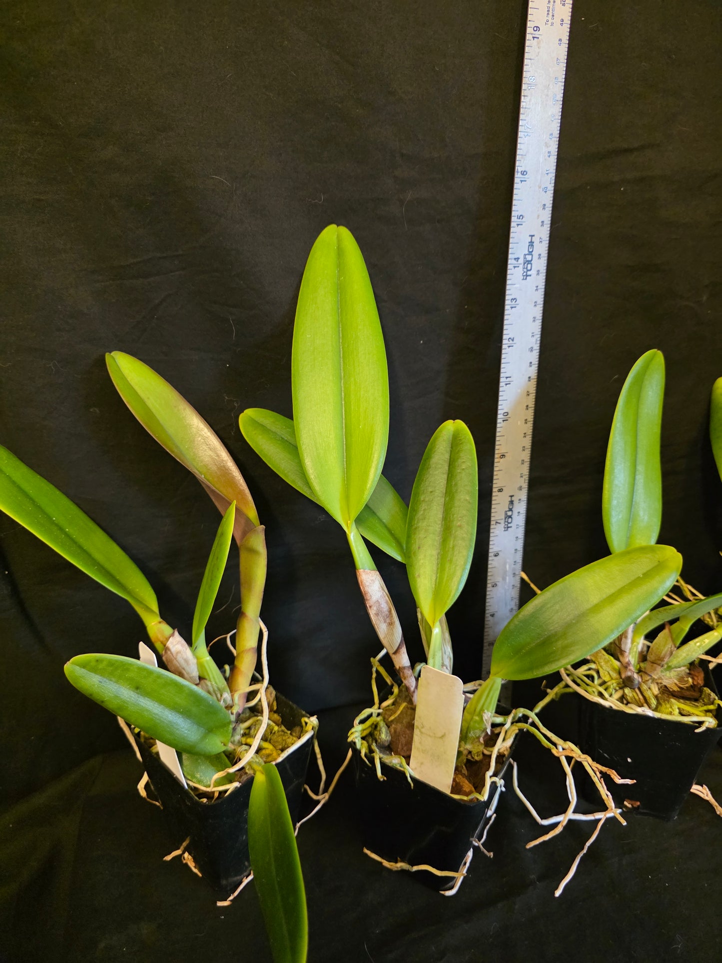 Rlc Phet Thanatorn near blooming size cattleya clones. Large fragrant blooms