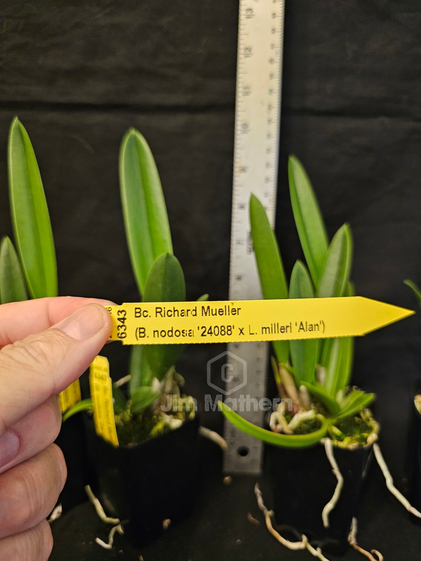 Bc Richard Mueller Brassavola nodosa x Cattleya milleri blooming size orchid hybrid. The King of Brassavola Hybrids