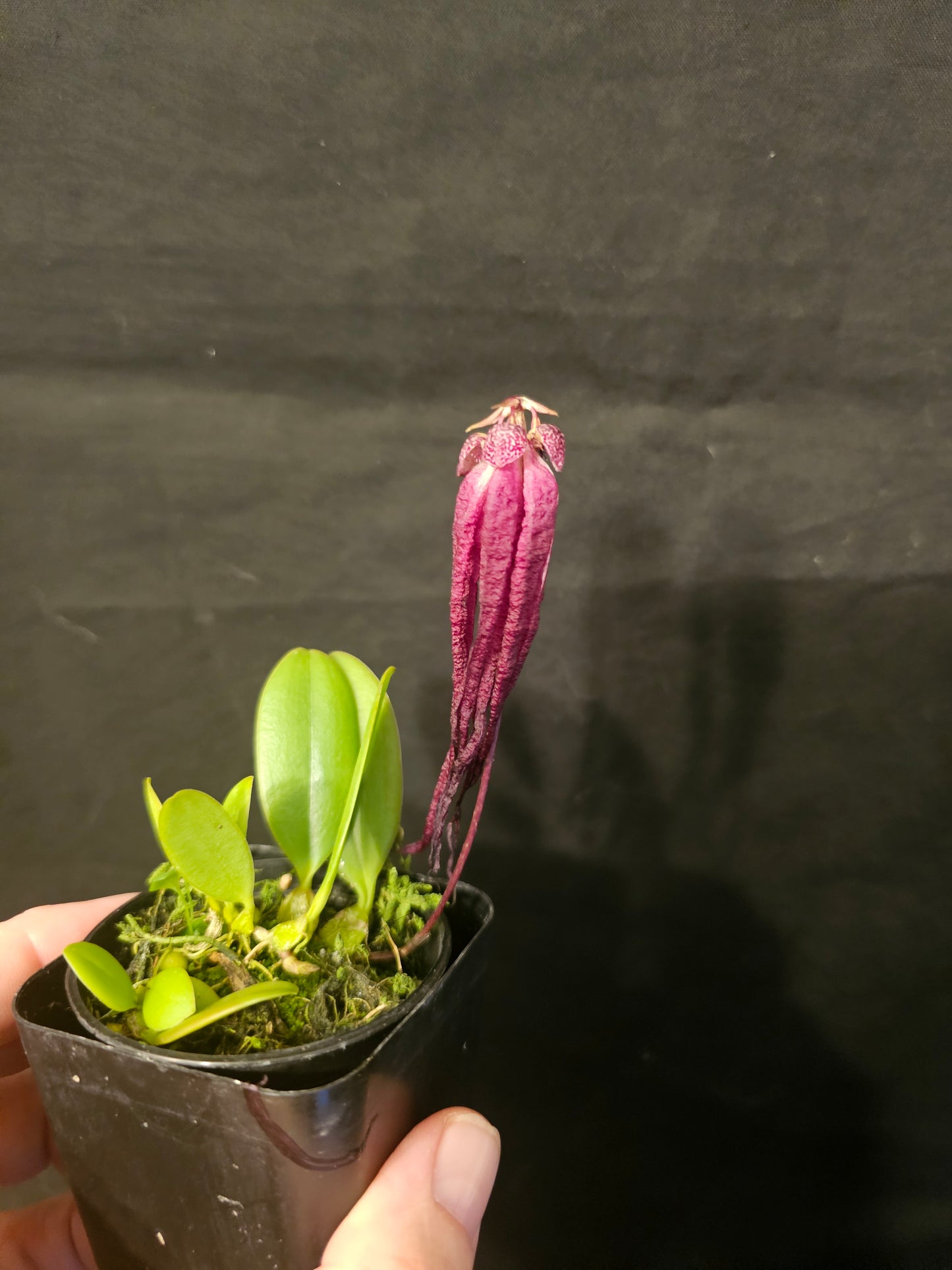 Bulbophyllum treschii. Blooming size bulbophyllum orchid species.
