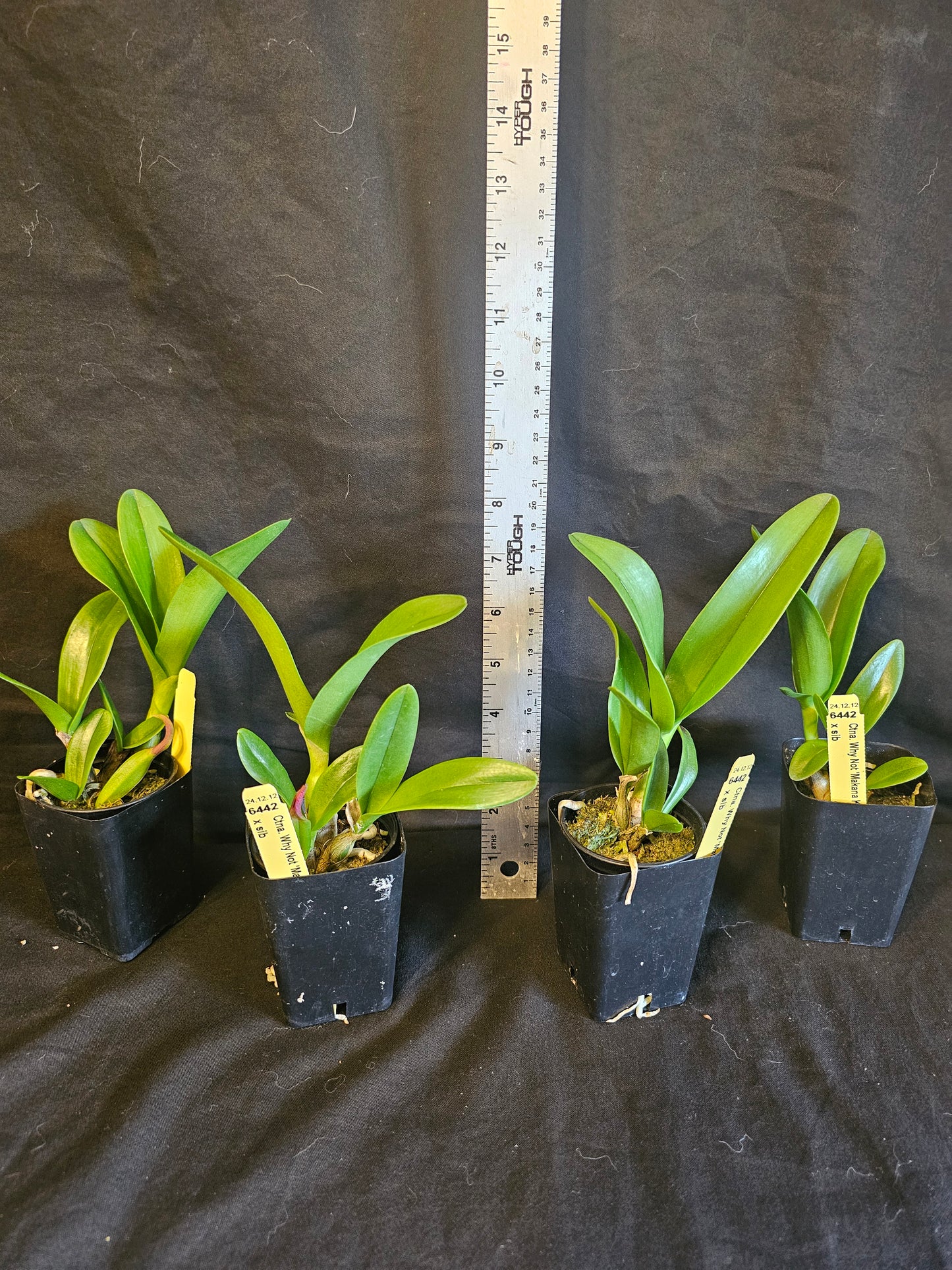 Ctna Why Not 'Makana Ke Akua' AM/AOS x self Rare yellow color form