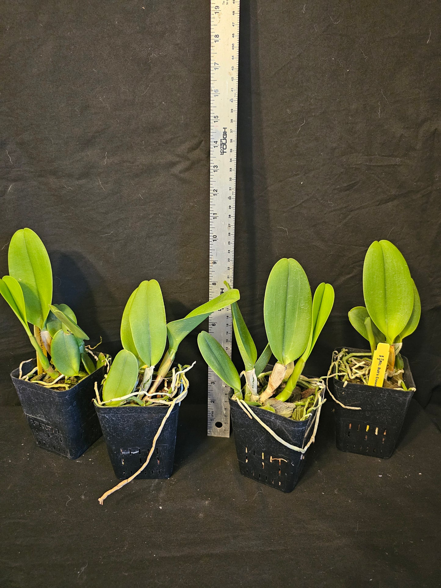 Rlc Duh's Crown '021414' SM/JOGA near blooming size cattleya orchid clone.