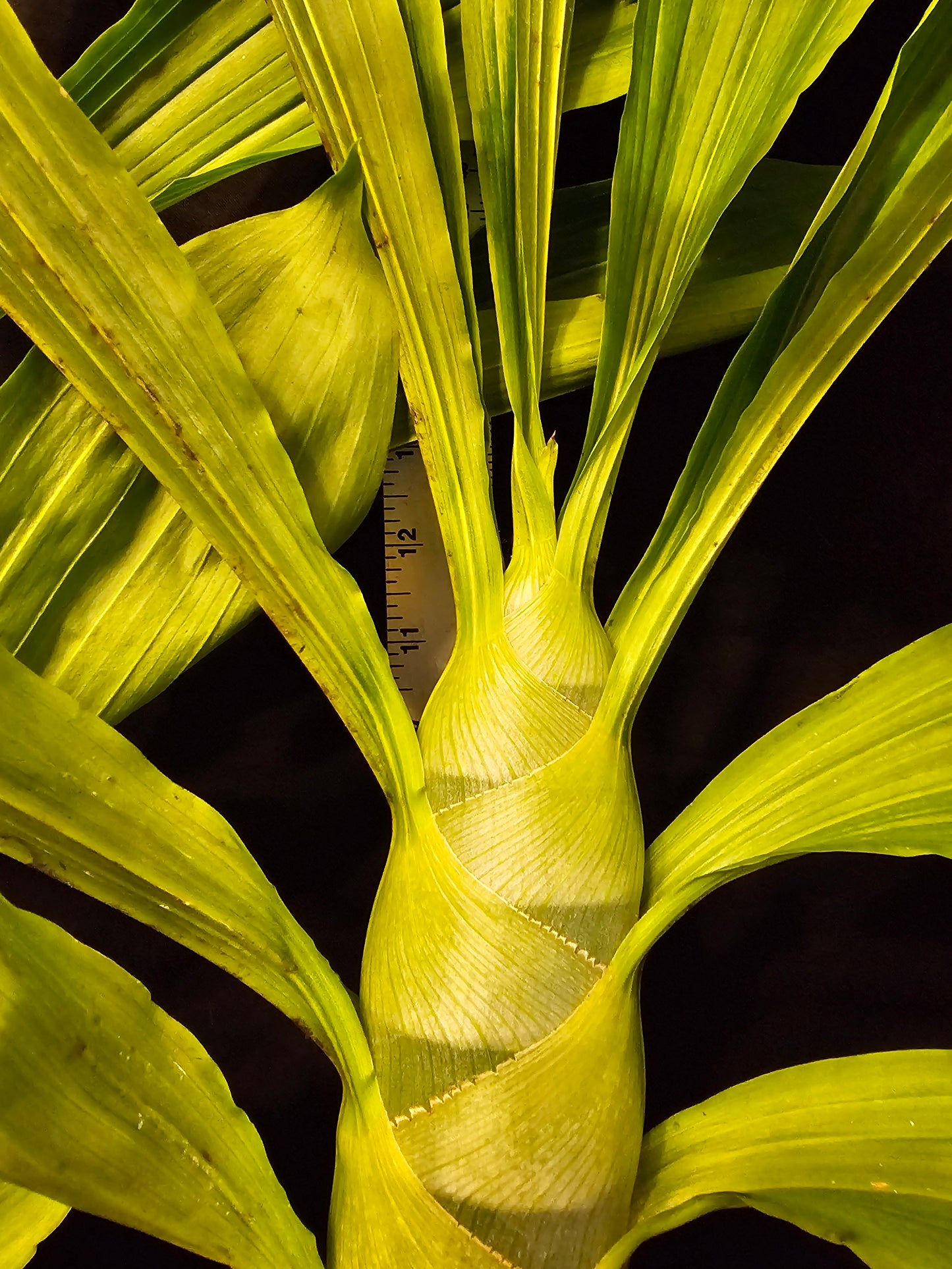 Cycnodes Taiwan Gold 'Orange' (Cycnoches chlorochilon × Mormodes badia)