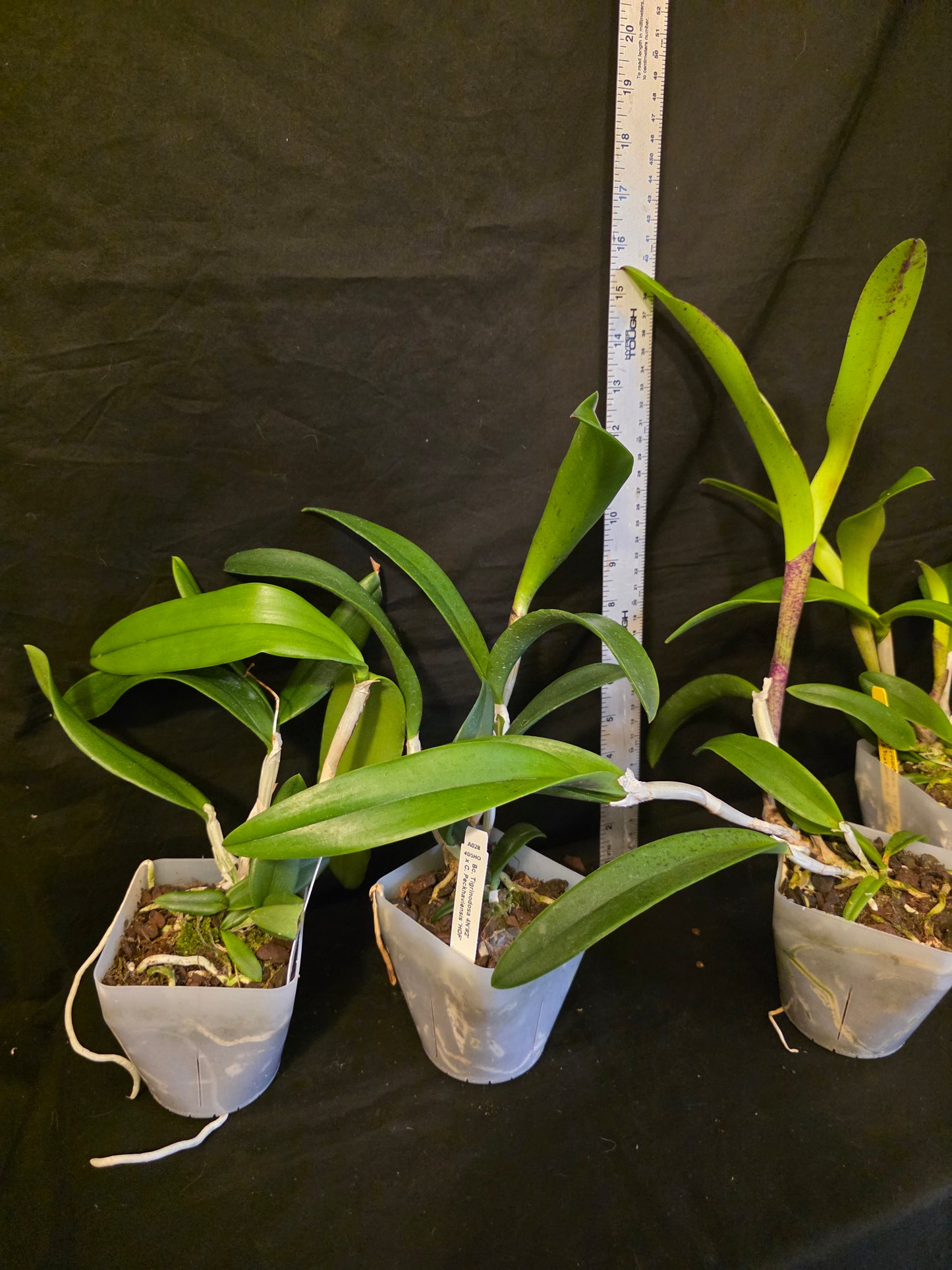 Bc Tigrinodosa 4N x C. Peckhaviensis 'HOF', blooming size brassavola cattleya orchid hybrid. Beautiful highly fragrant spotted blooms.