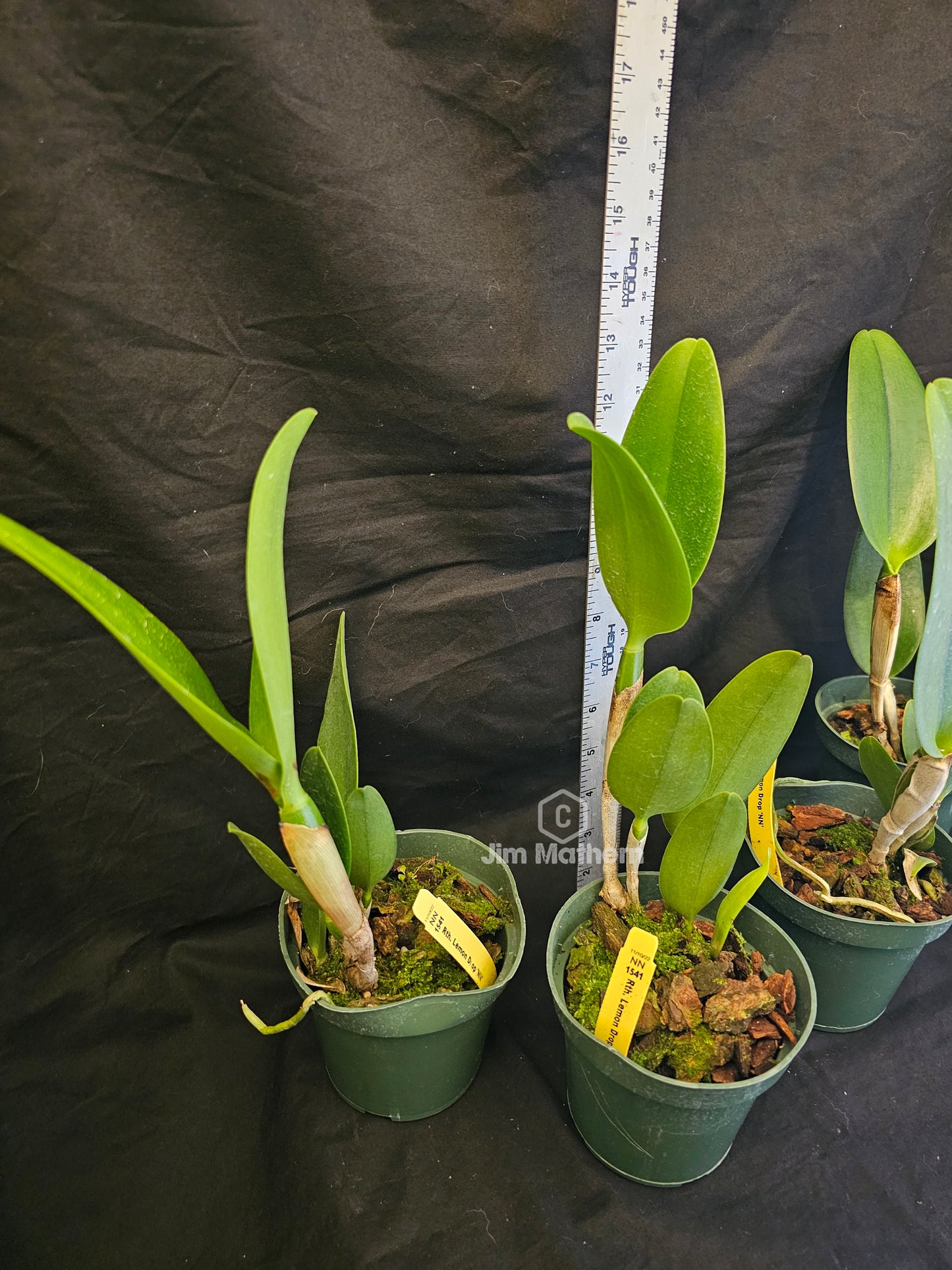 Rth. Lemon Drop 'NN', blooming size cattleya orchid clone. 4" pot produces beautiful yellow and red fragrant blooms.