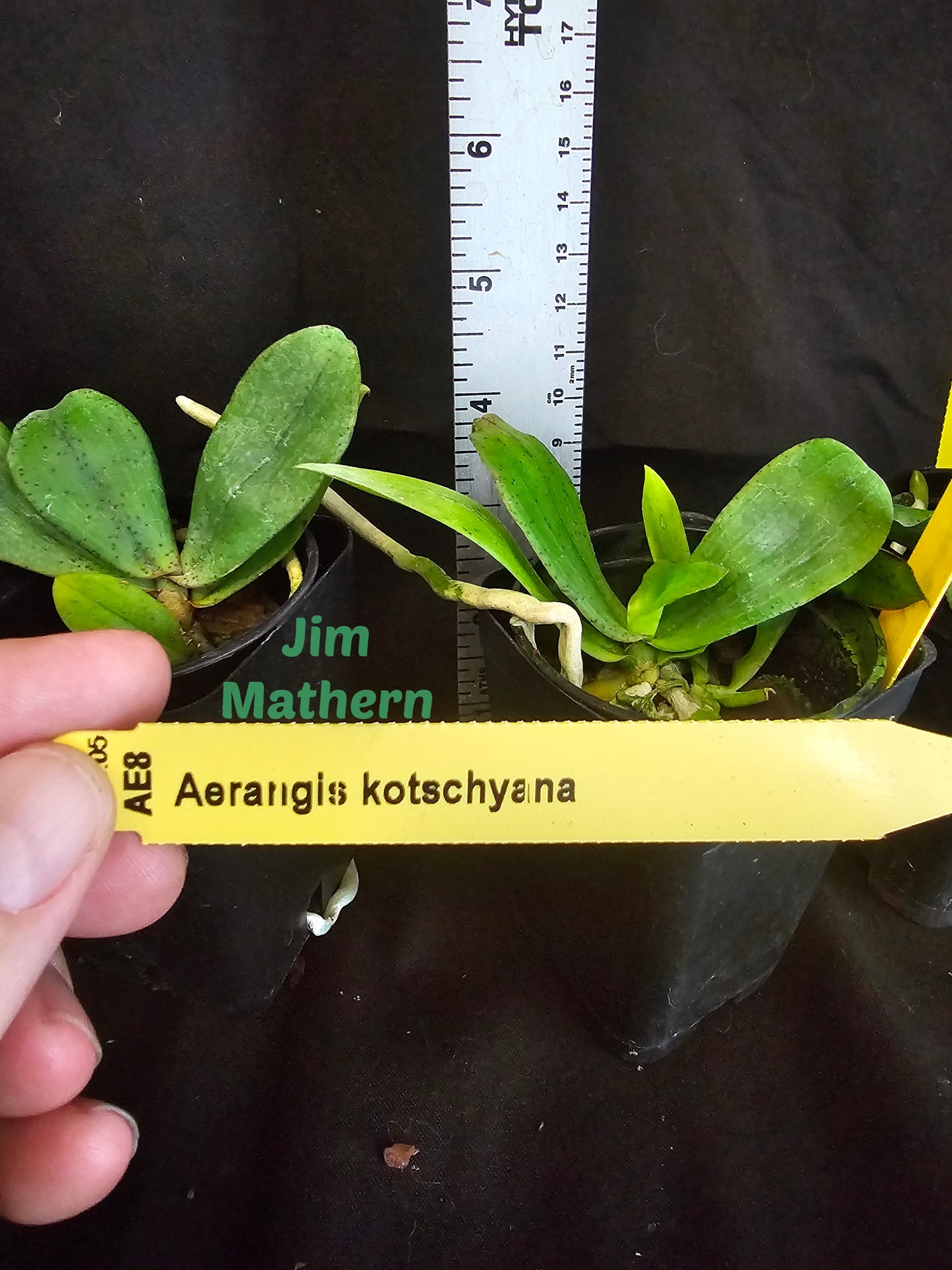 Aerangis kotschyana