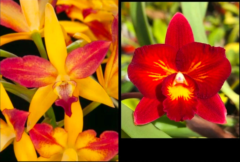 Lc Dennis Olivia's x Slc Lazios Sparks. Blooming size compact cattleya orchid hybrid.