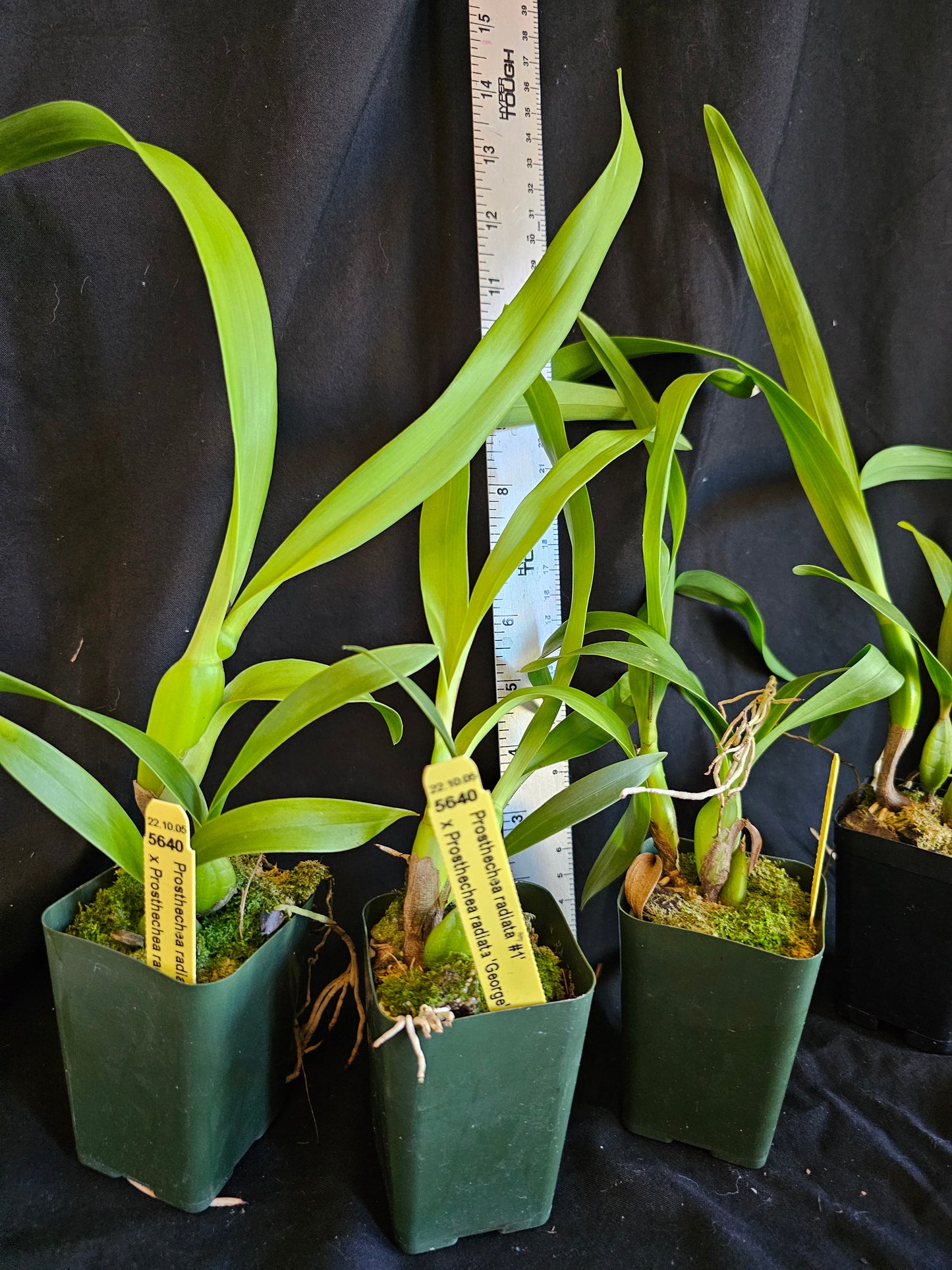 Prosthechea radiata