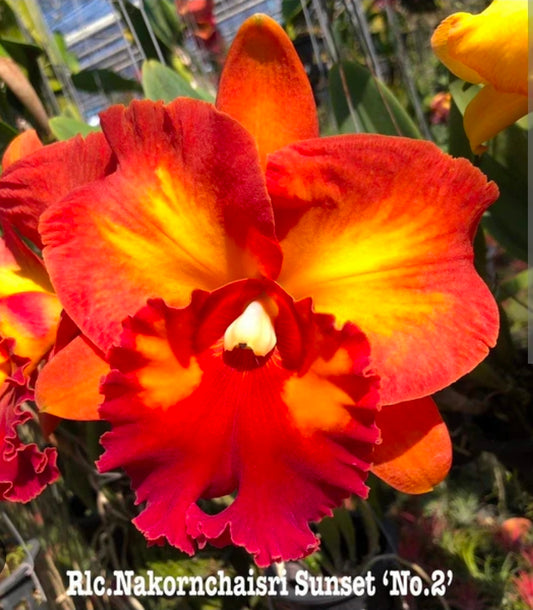 Rlc Nakornchaisri Sunset '#3' near blooming size cattleya orchid clone. Large fragrant blooms