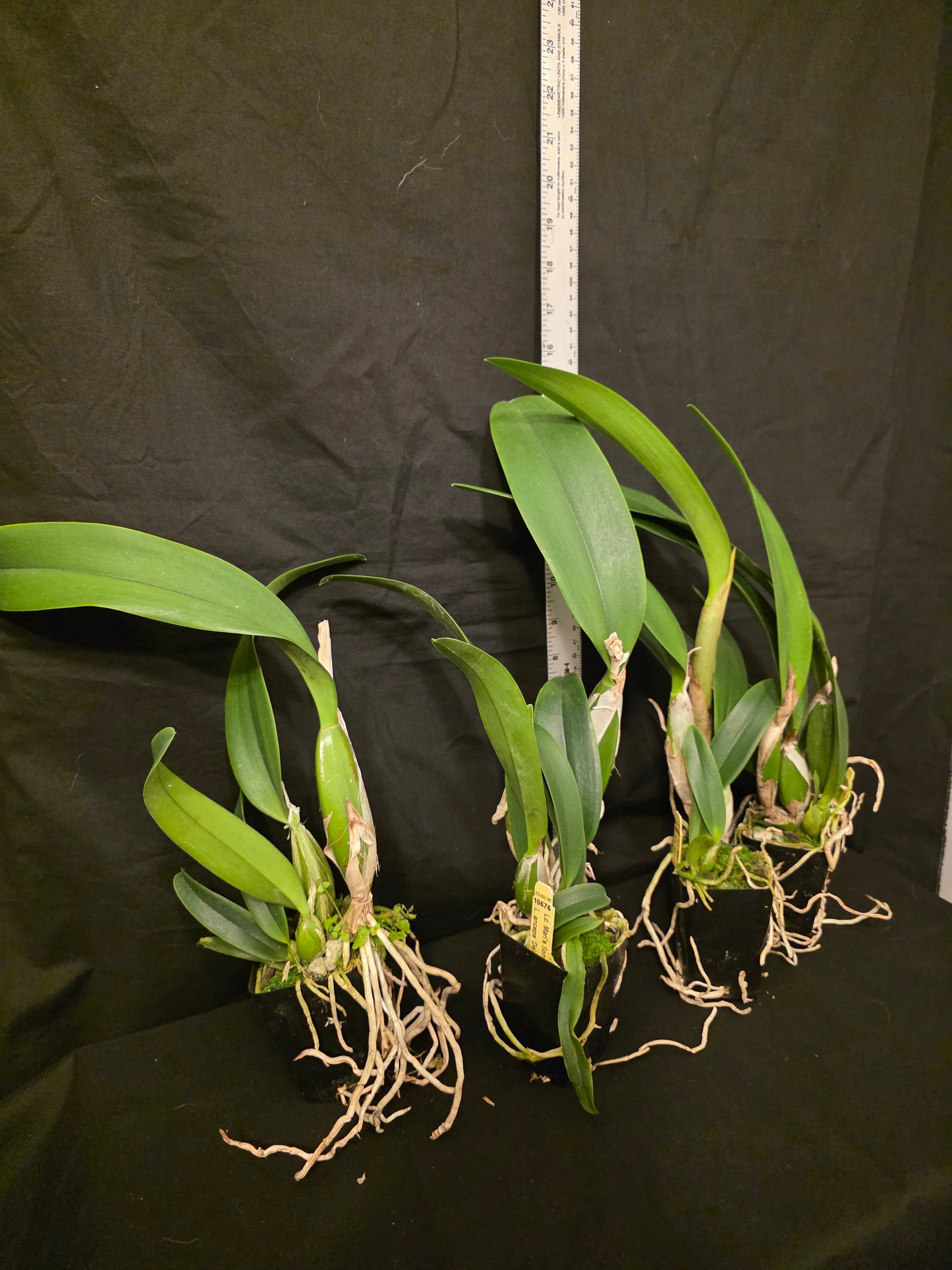 Lc Little Miss Wonderful. Blooming size cattleya orchid hybrid, seed grown plants. Amazing
