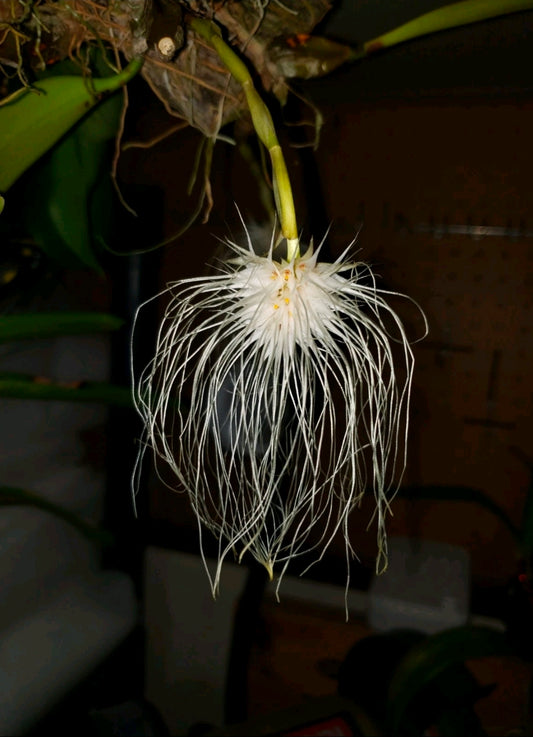Bulbophyllum medusae, blooming size impressive orchid species. Rare